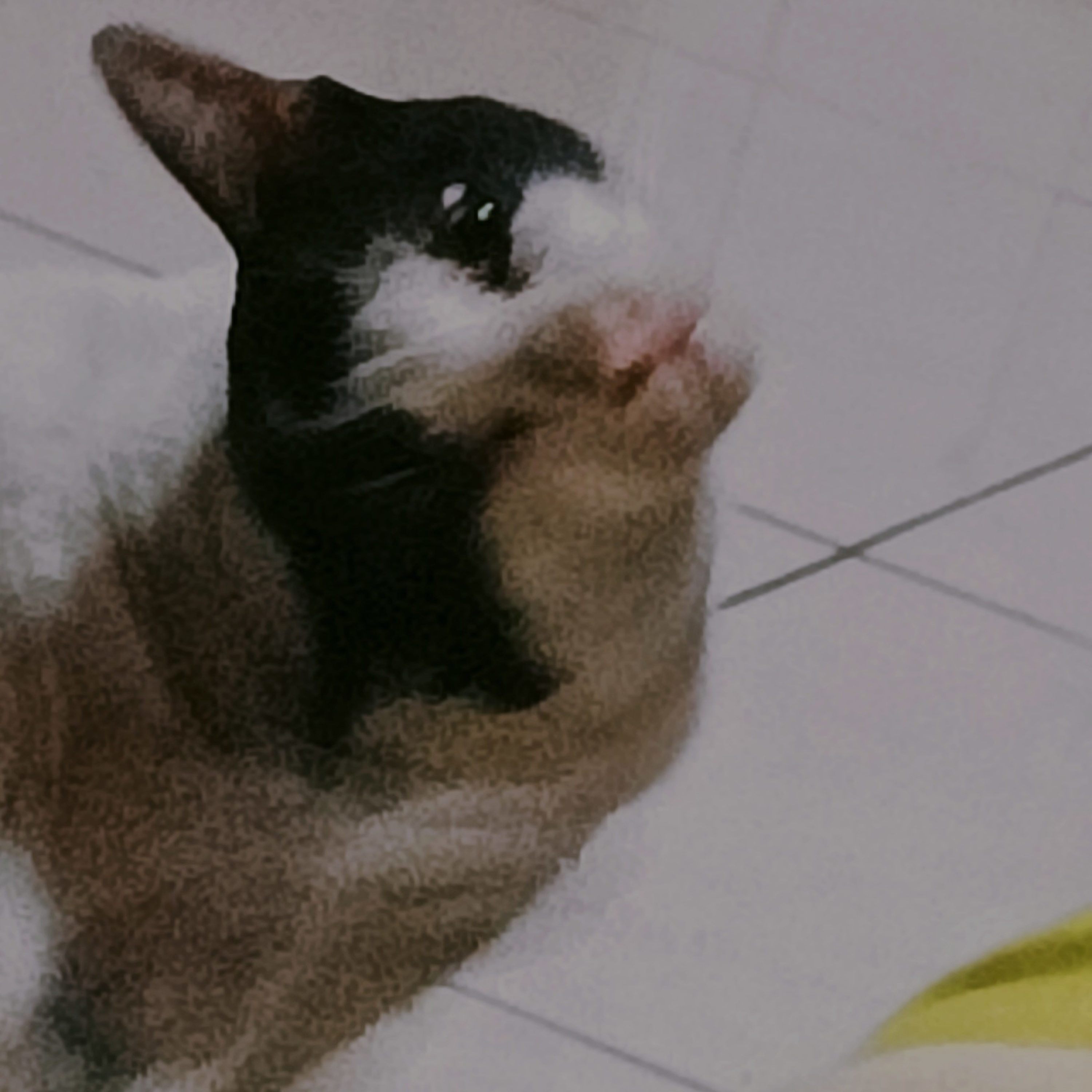 Apapun Yang Aku Mau