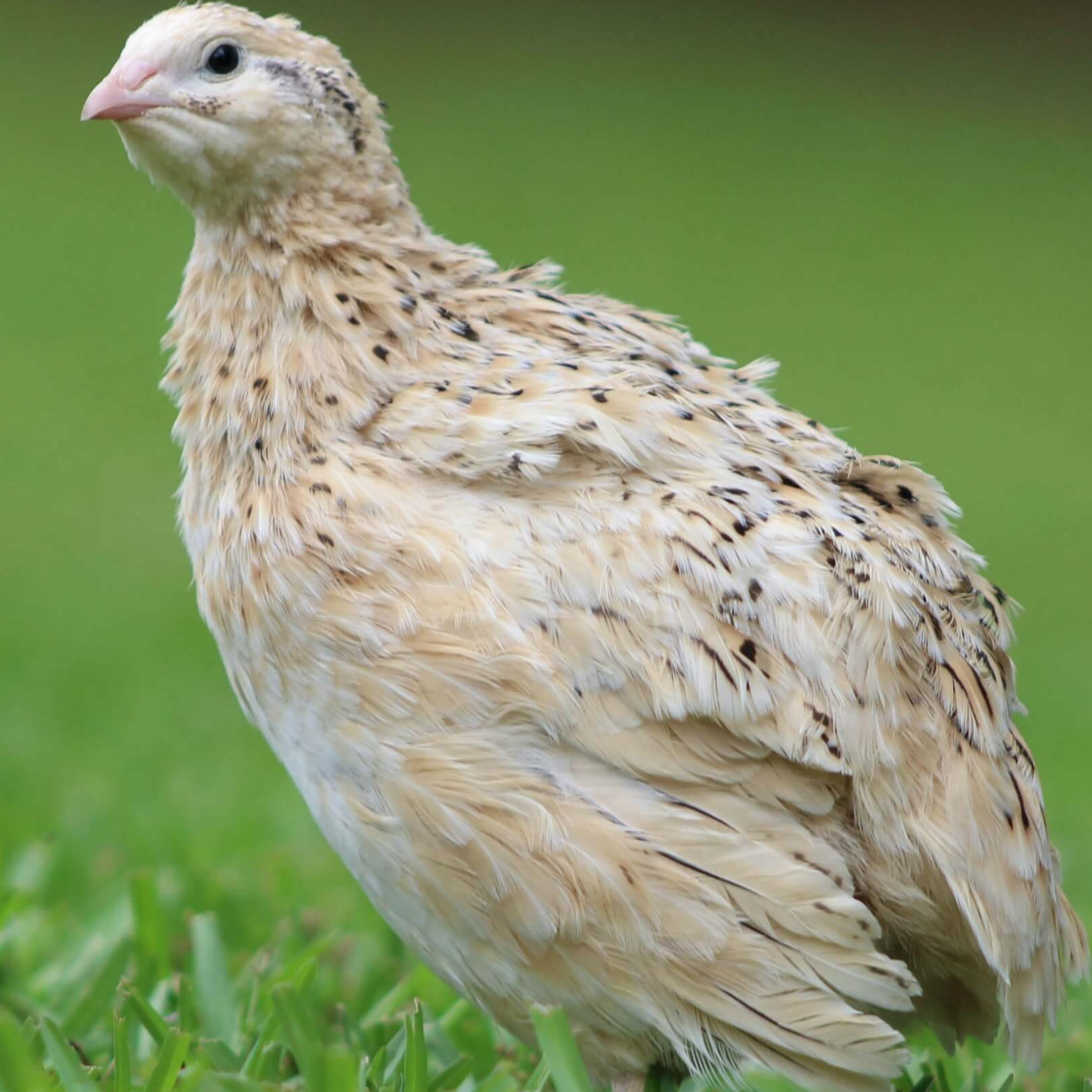 Familiar with quail - آشنایی با بلدرچینها