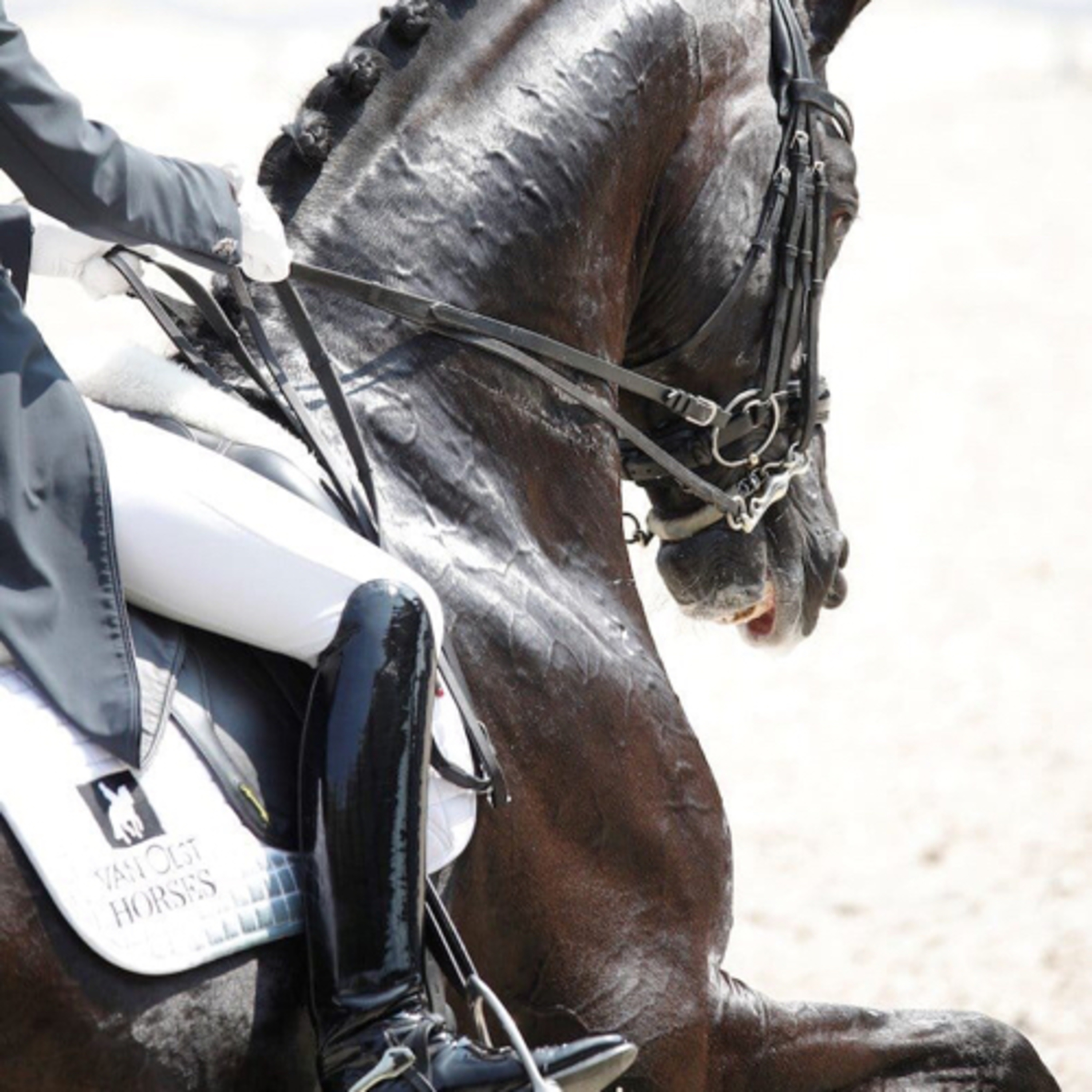 On4hoof