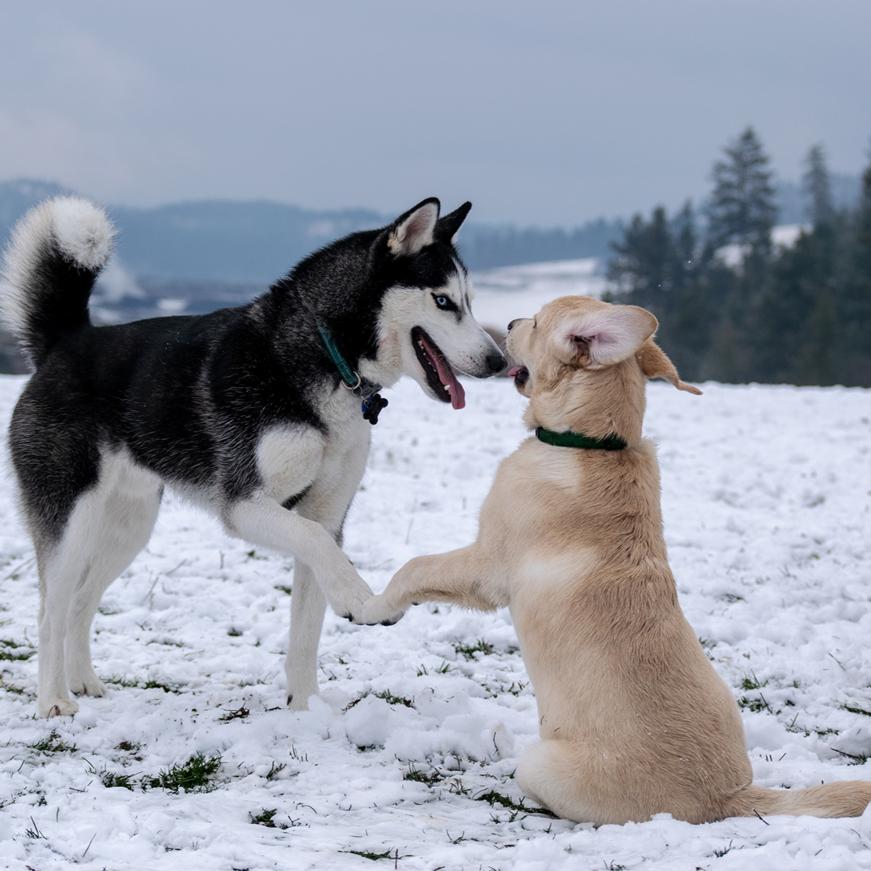 Alaska Outdoors Magazine: By Alaskans, For Alaskans, Or For Anyone Who Ever Dreampt About Alaska