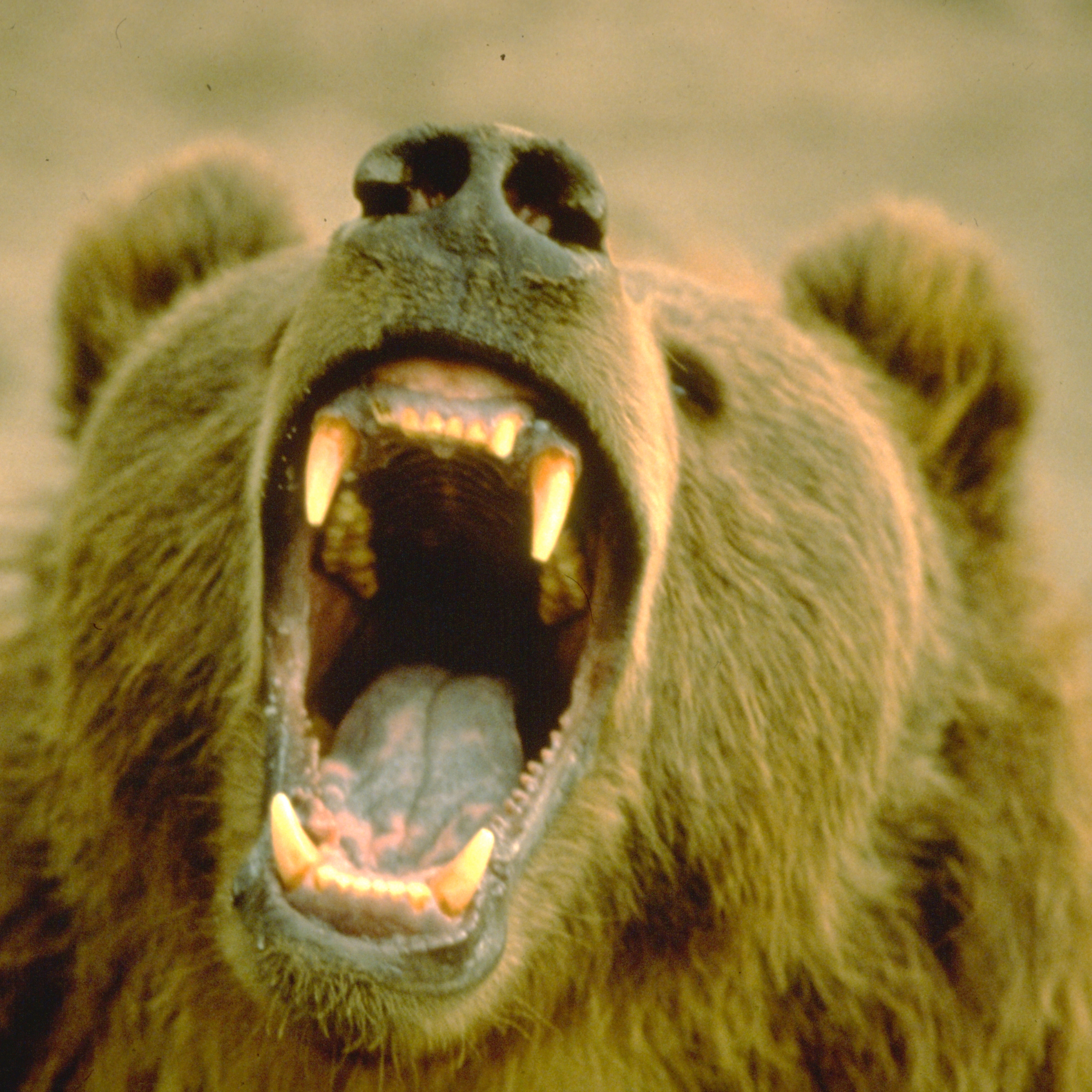 Alaska Outdoors Magazine: By Alaskans, For Alaskans, Or For Anyone Who Ever Dreampt About Alaska