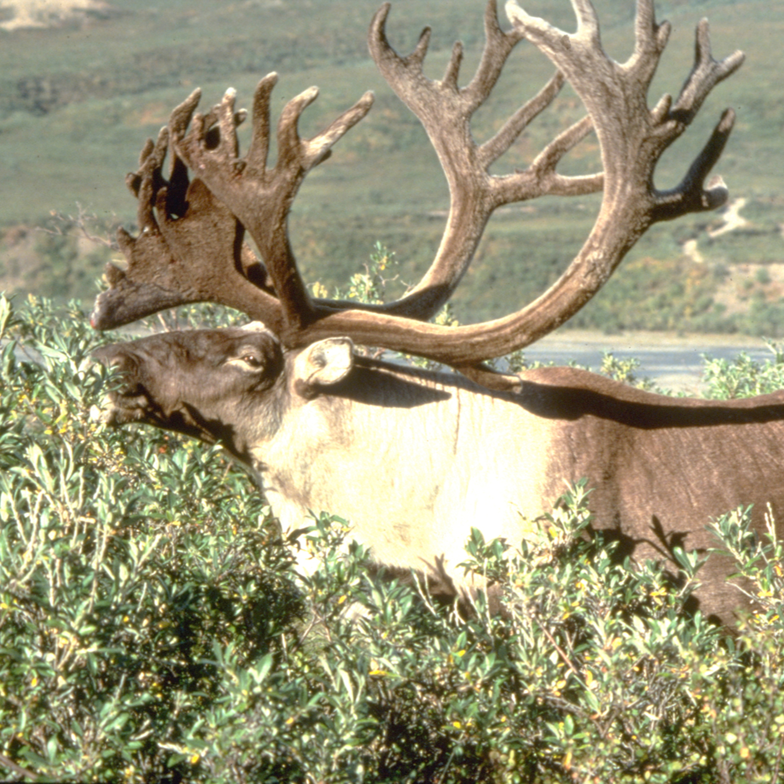 Alaska Outdoors Magazine: By Alaskans, For Alaskans, Or For Anyone Who Ever Dreampt About Alaska