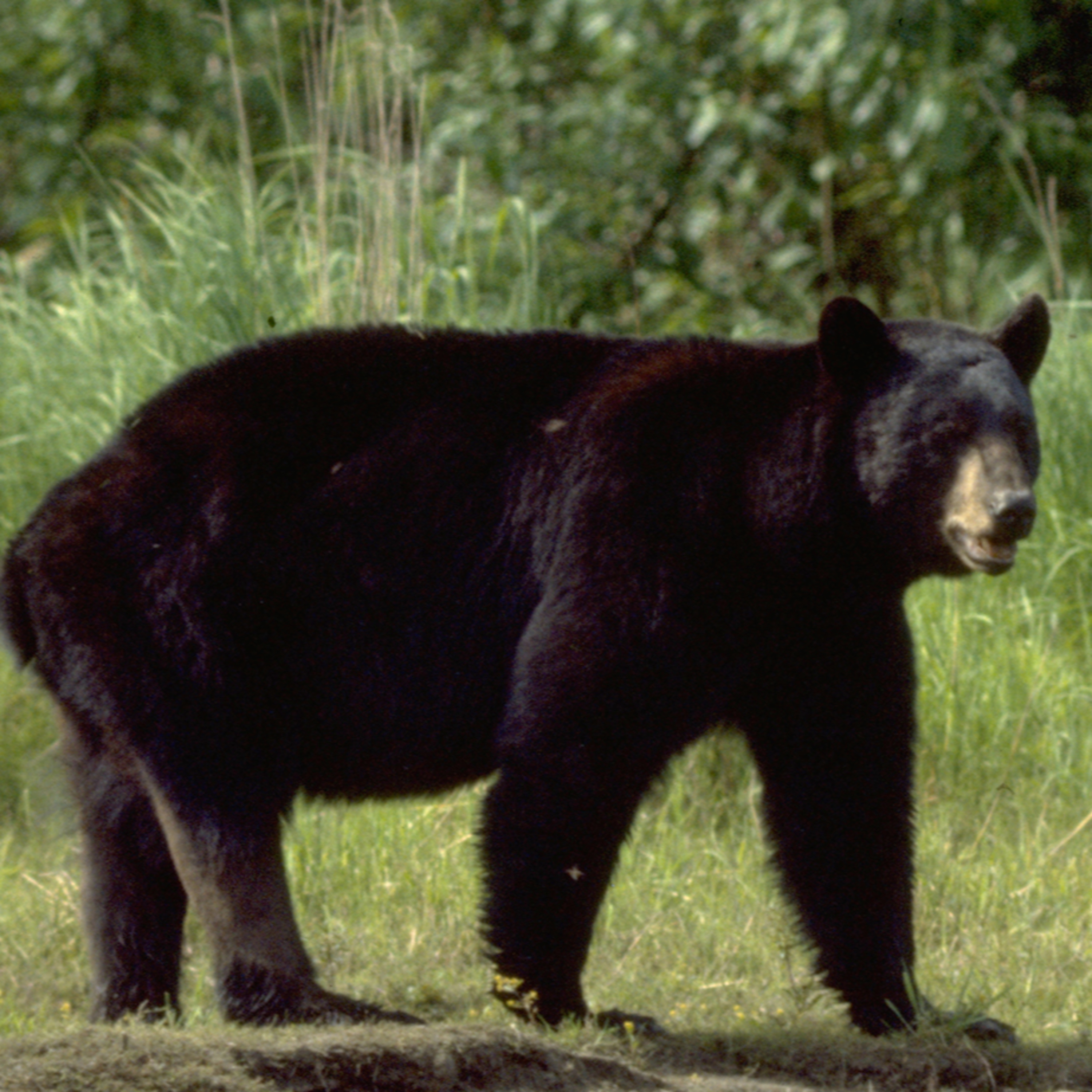 Alaska Outdoors Magazine: By Alaskans, For Alaskans, Or For Anyone Who Ever Dreampt About Alaska