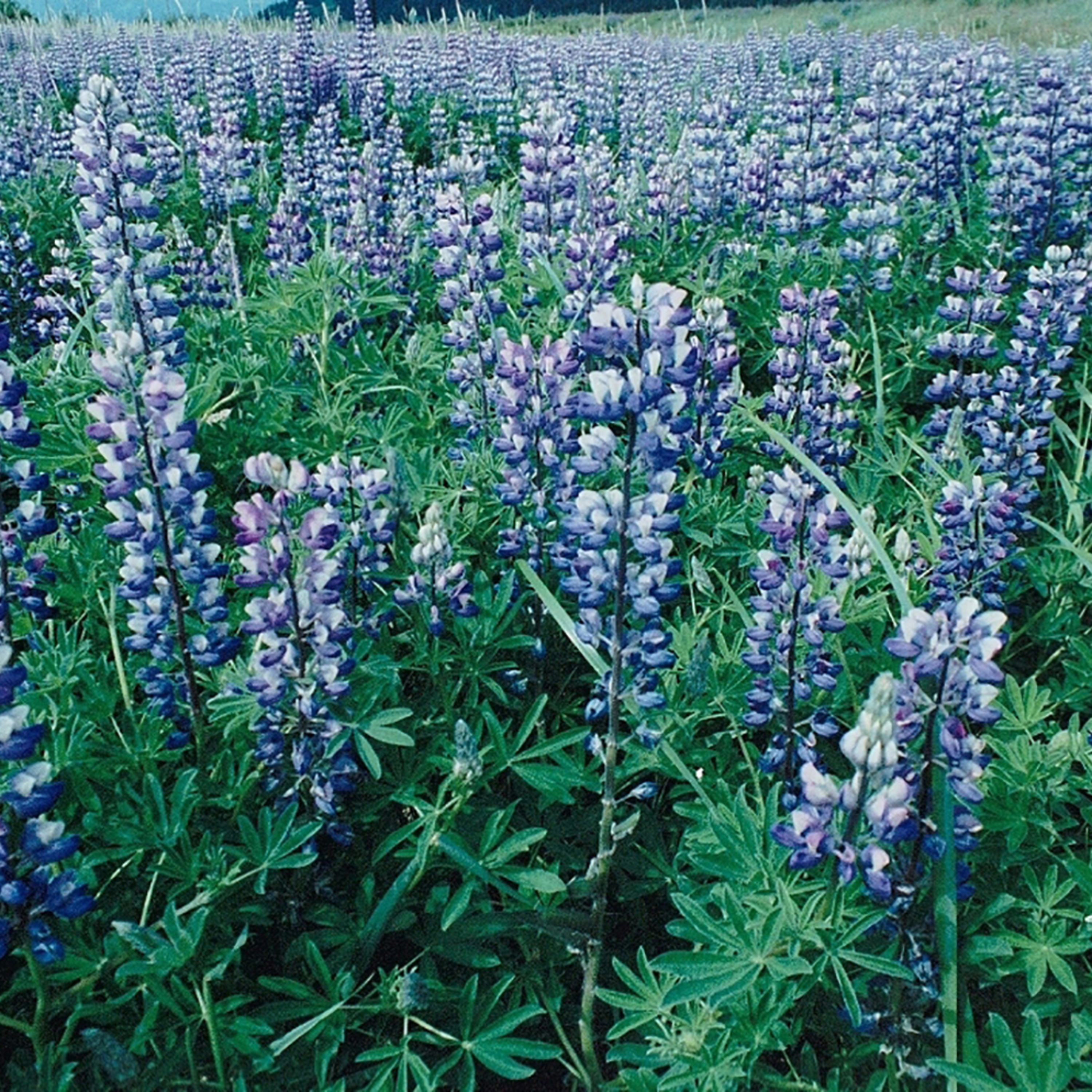 Alaska Outdoors Magazine: By Alaskans, For Alaskans, Or For Anyone Who Ever Dreampt About Alaska