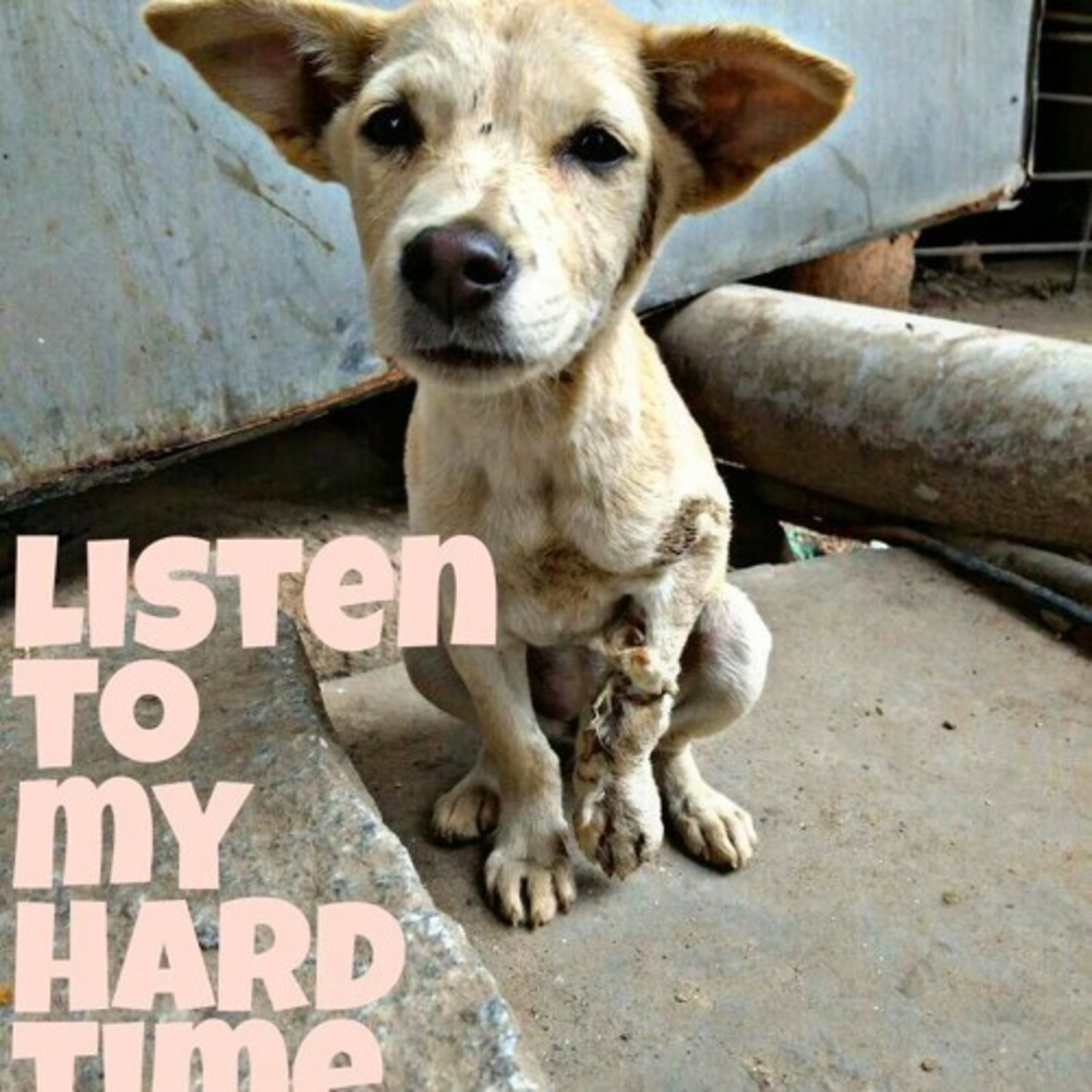 A compelling Rescue story of a Puppy .Recorded on November 24th,2017.