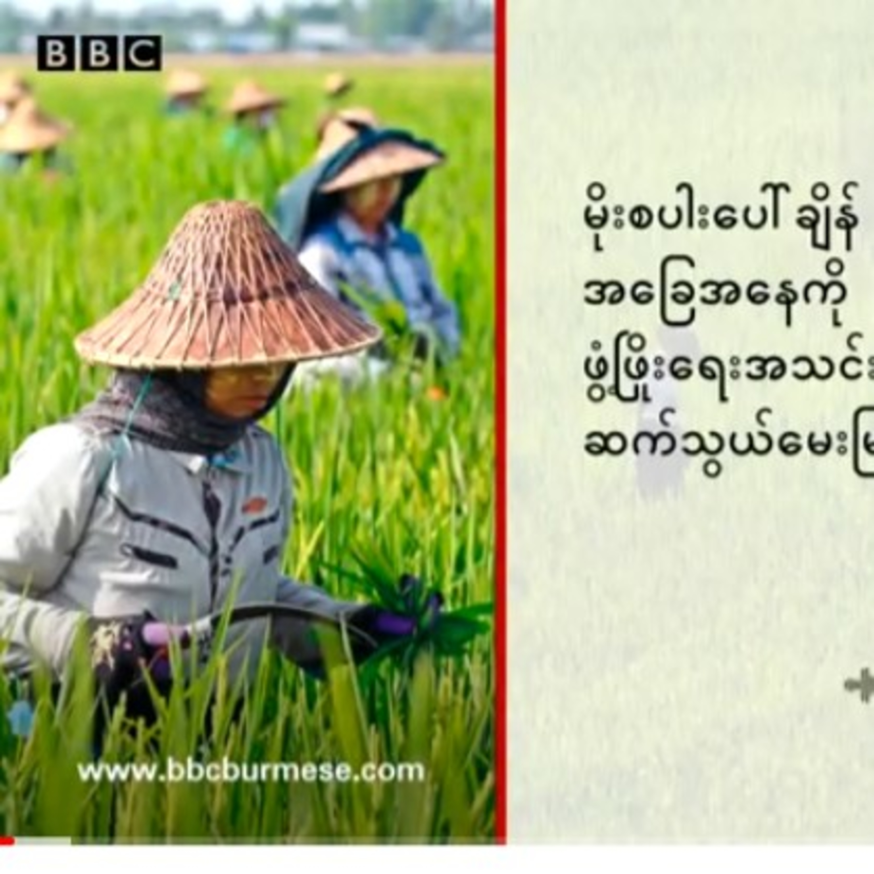 မိုးစပါးေပၚခ်ိန္ ေတာင္သူလယ္သမားေတြရဲ႕ အေျခအေန - BBC News ျမန္မာမိုးစပါးပေါ်ချိန် တောင်သူလယ်သမားတွေရဲ episode artwork