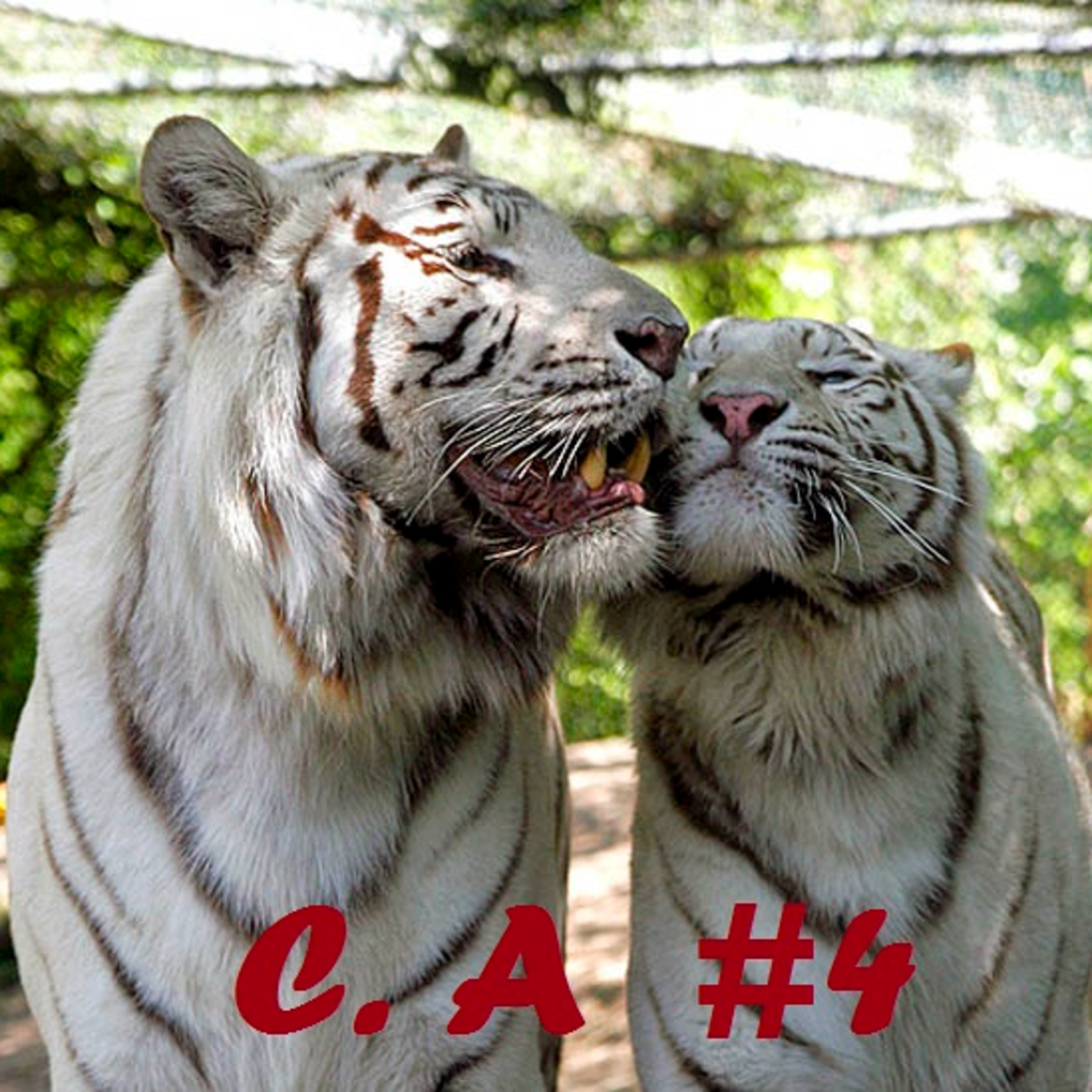 CIUDAD ANIMAL - #4 AMAR Y NADA MAS episode artwork
