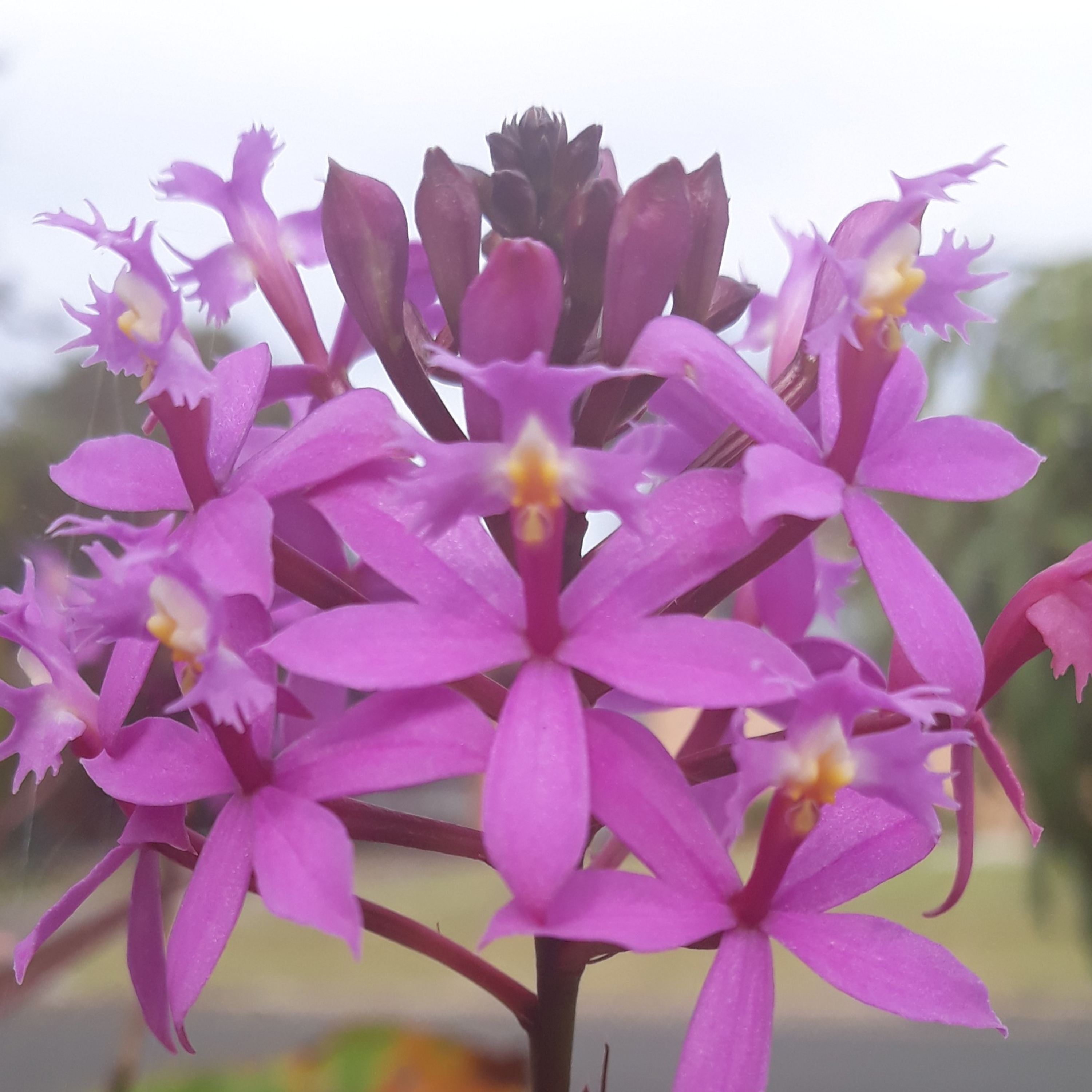 Colossians 1:1-23 NIV