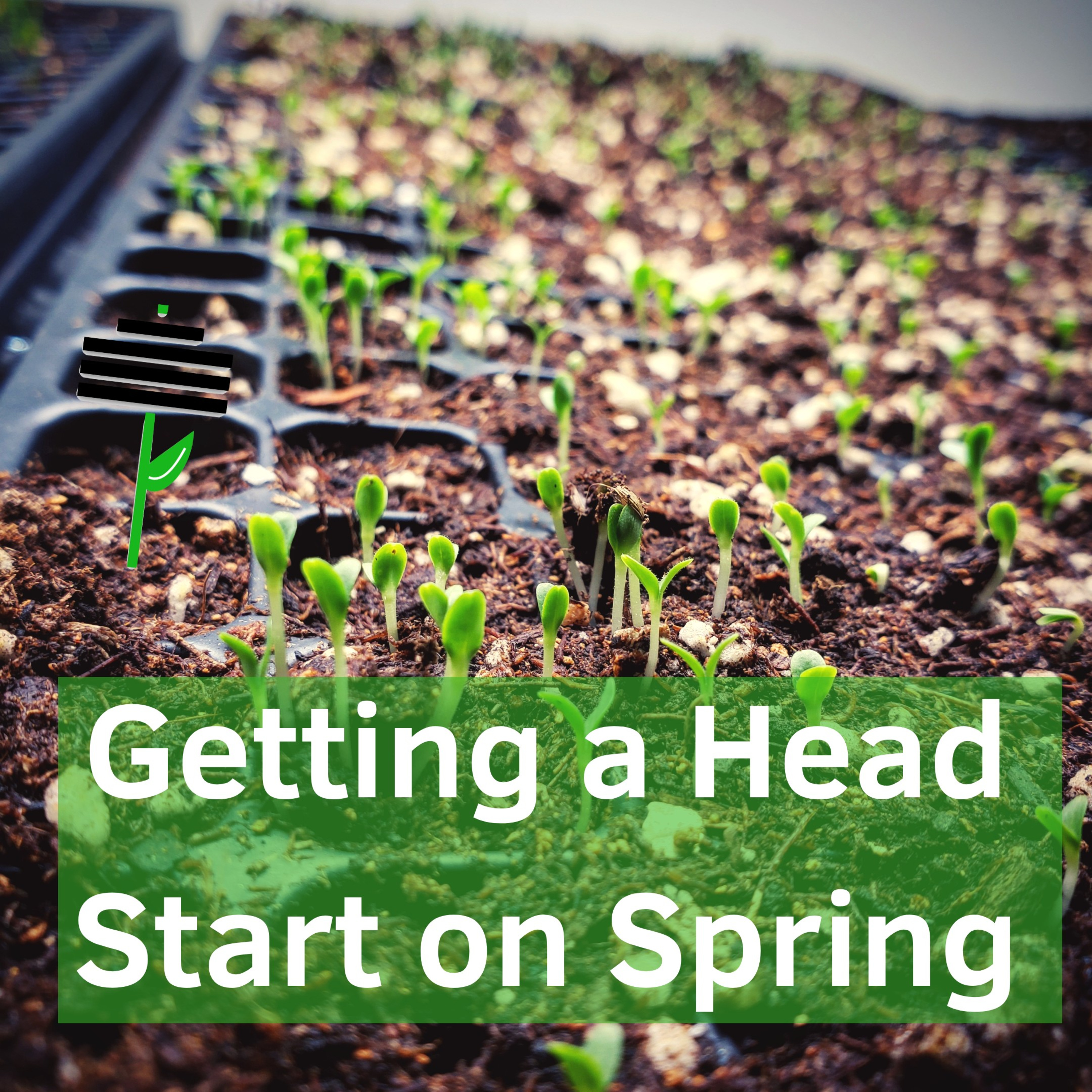 Getting a Head Start on Leafy Greens