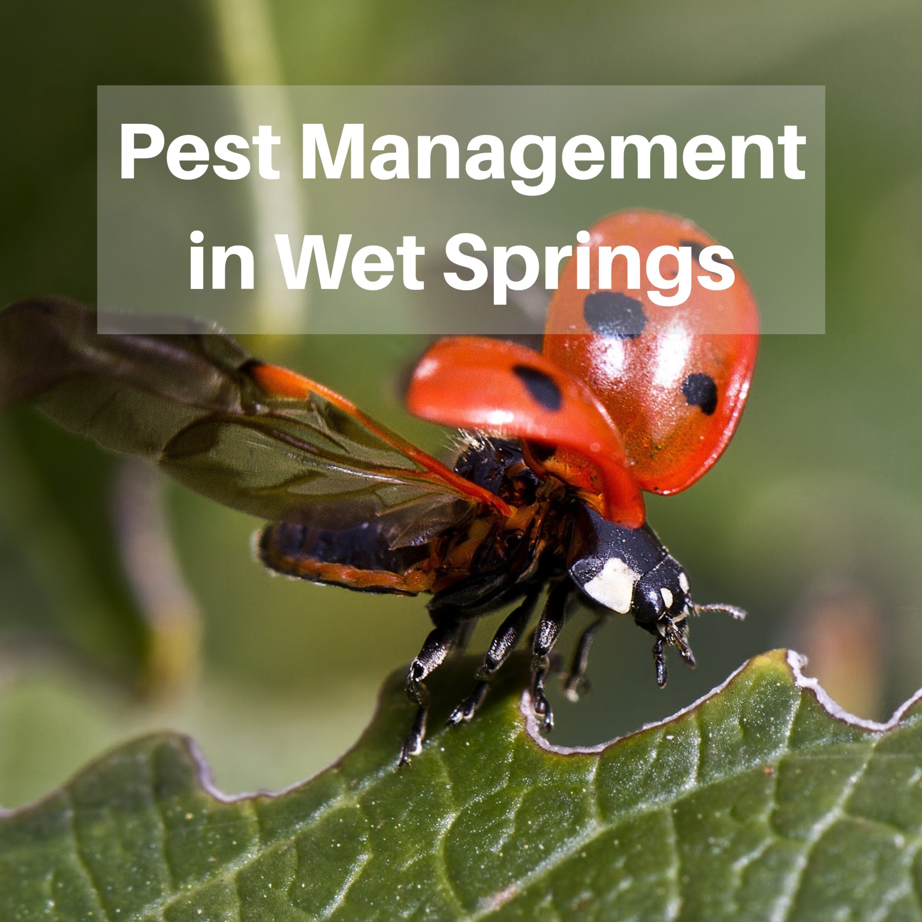 Pest Management in Wet Springs
