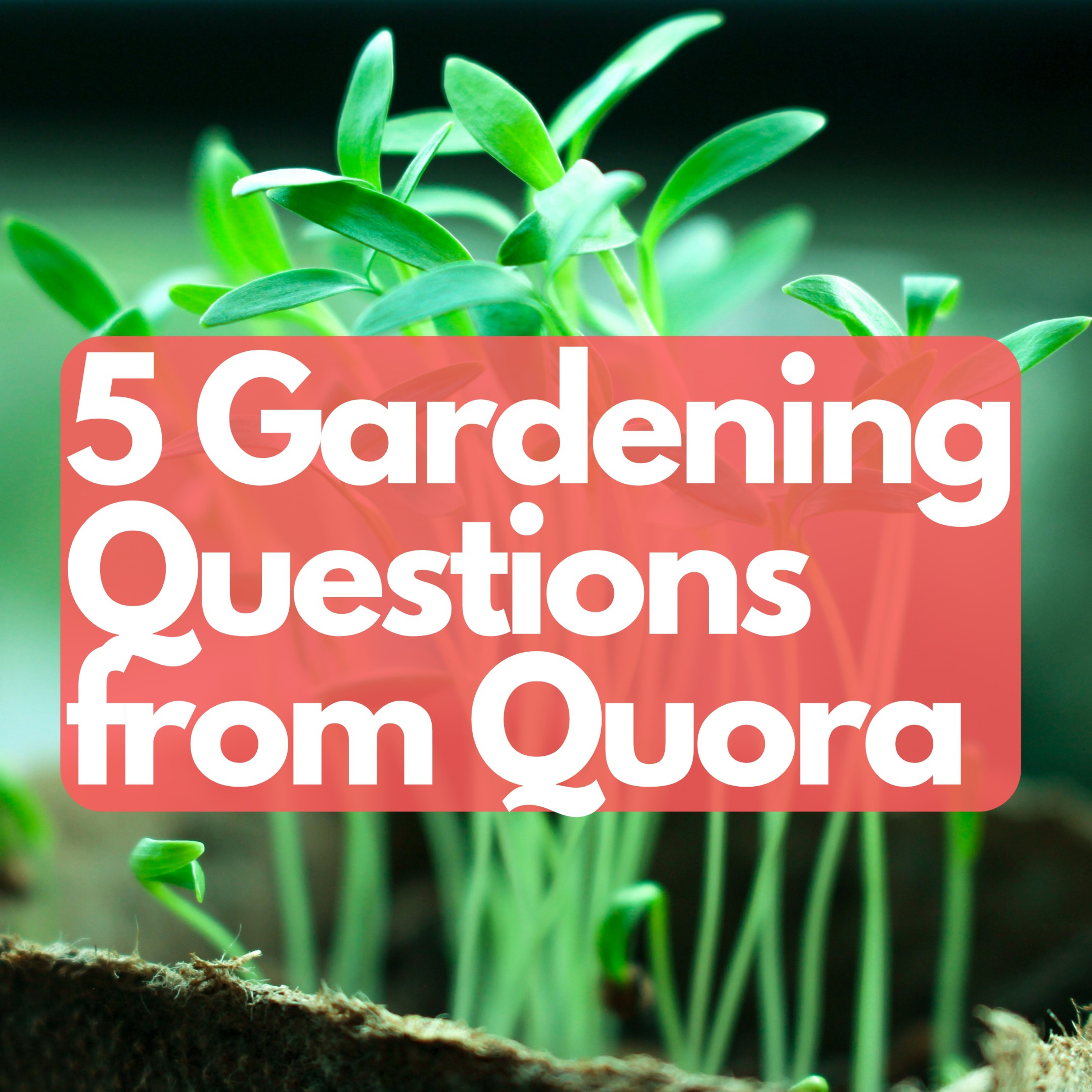 5 gardening questions from quora