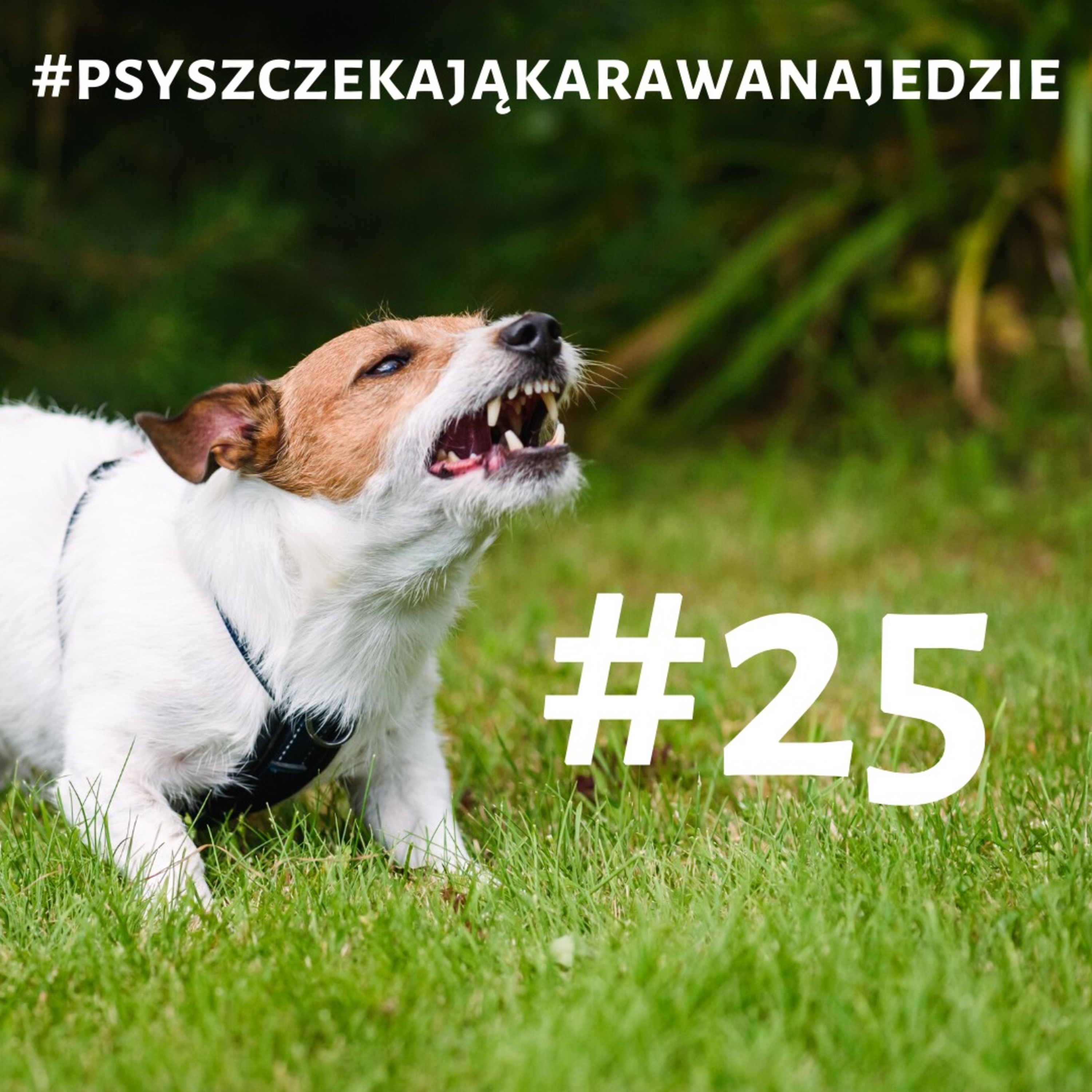 #hasztag #25 - #psyszczekająkaranajedzie episode artwork