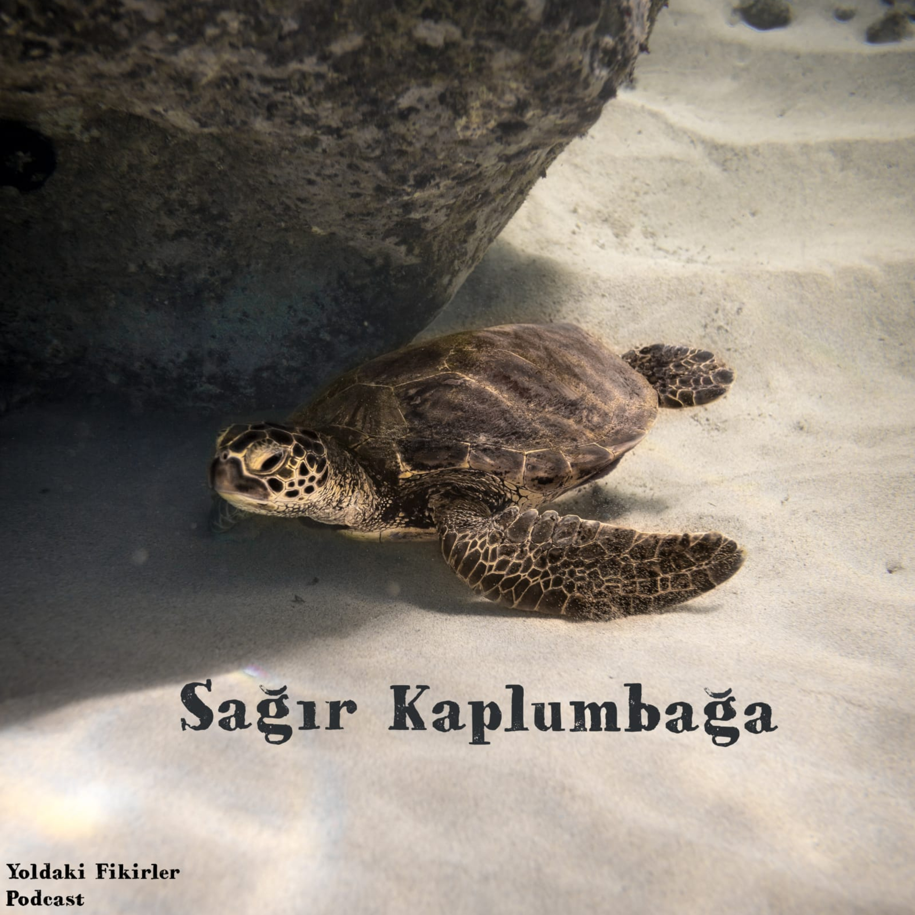 17 - Sağır Kaplumbağanın Hikayesi episode artwork