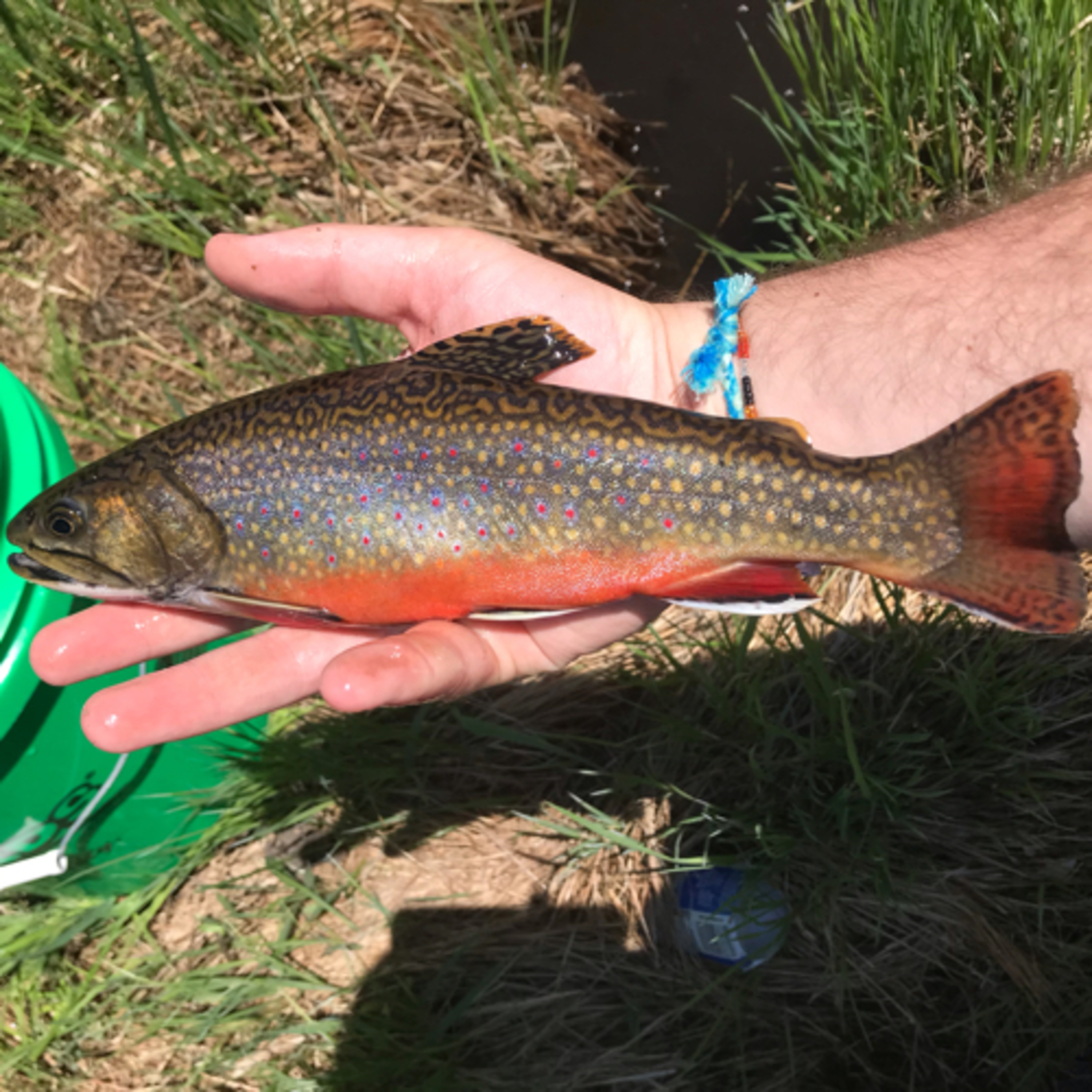 TROUT - feat. Chase Spaw