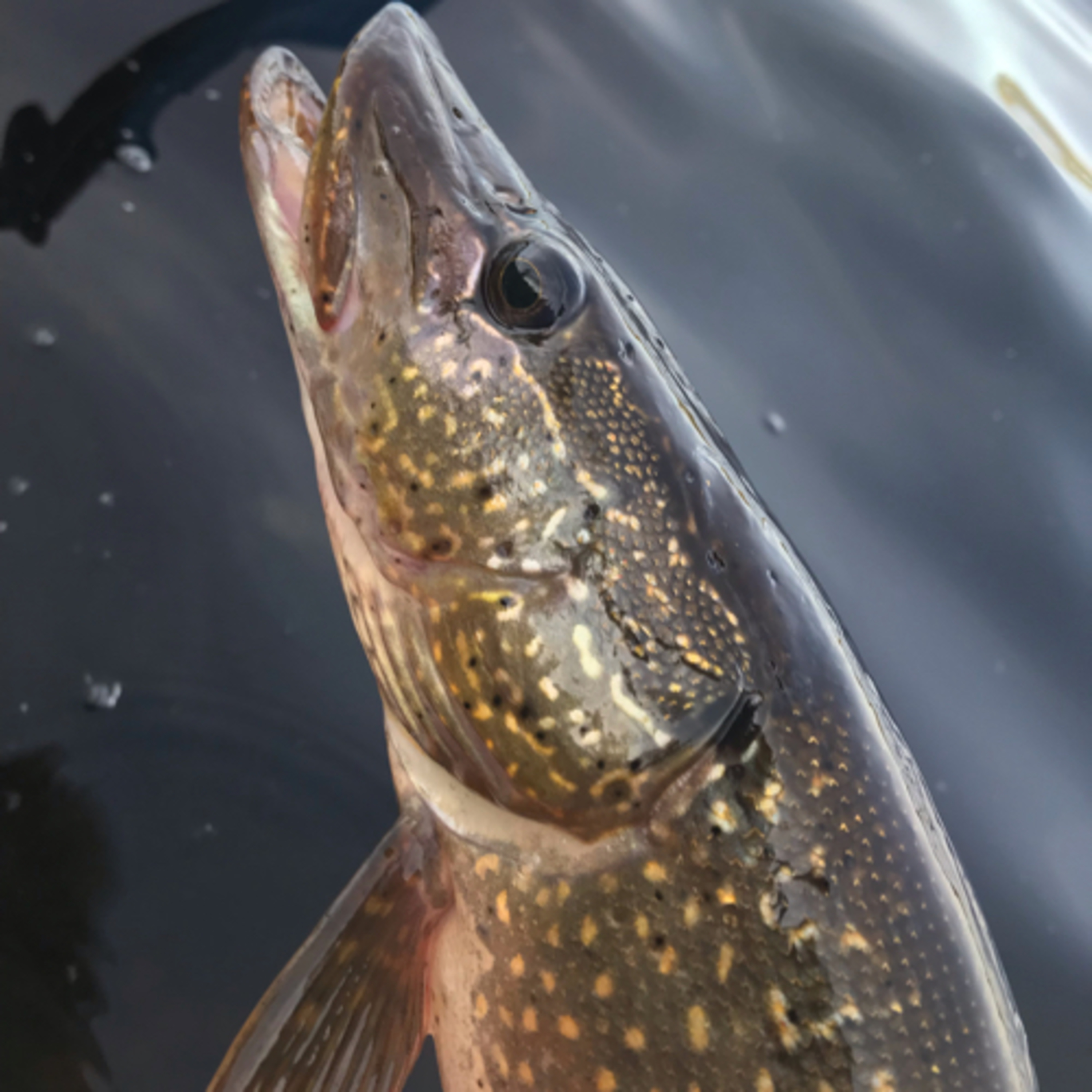 TOOTHY CRITTERS 