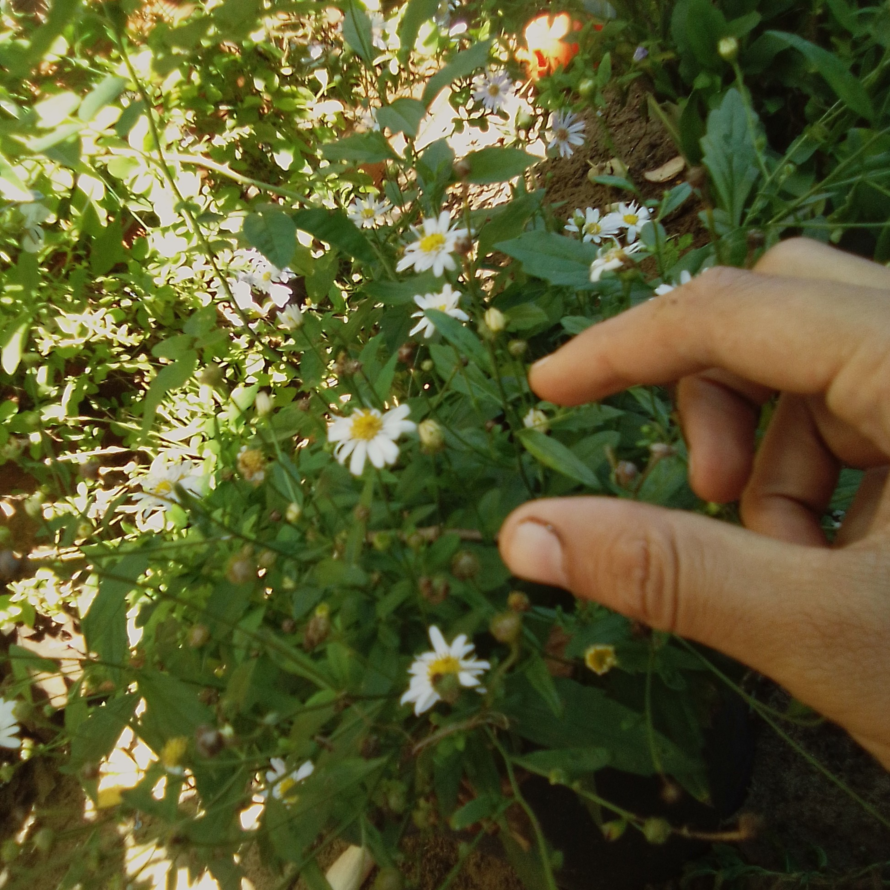 poeta de luz