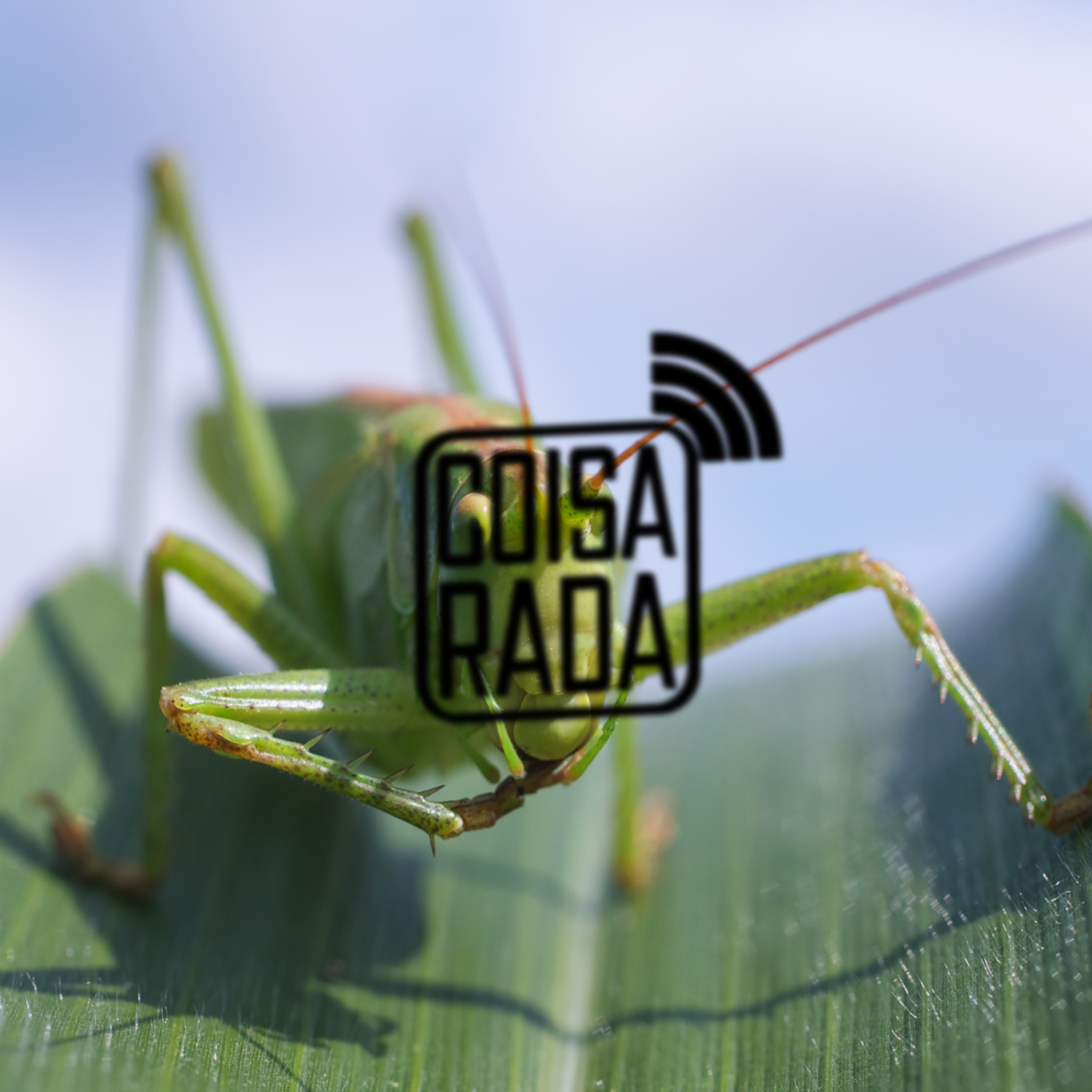 Coisarada