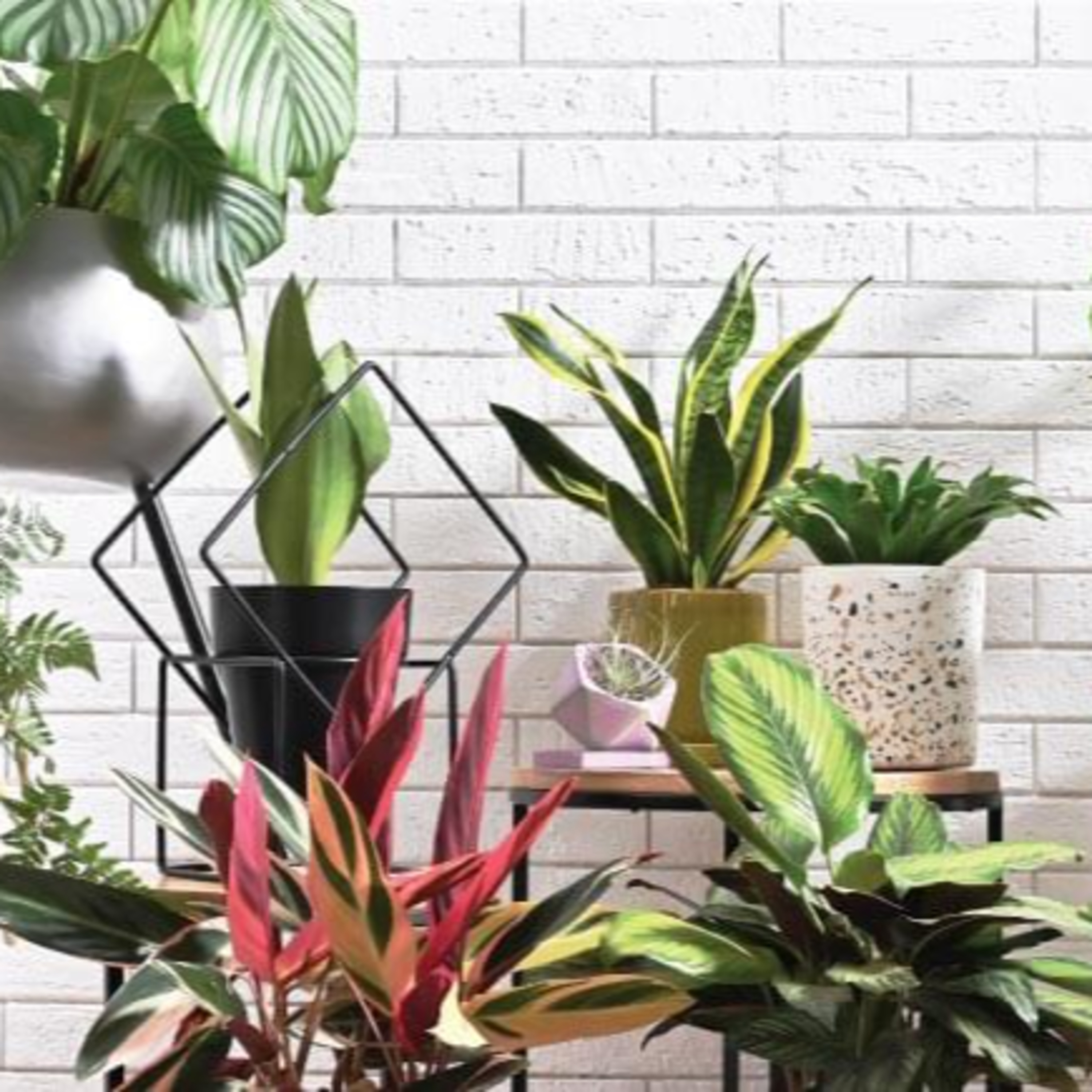 How does Ugaoo create green spaces, Indoor, and Outdoor? episode artwork