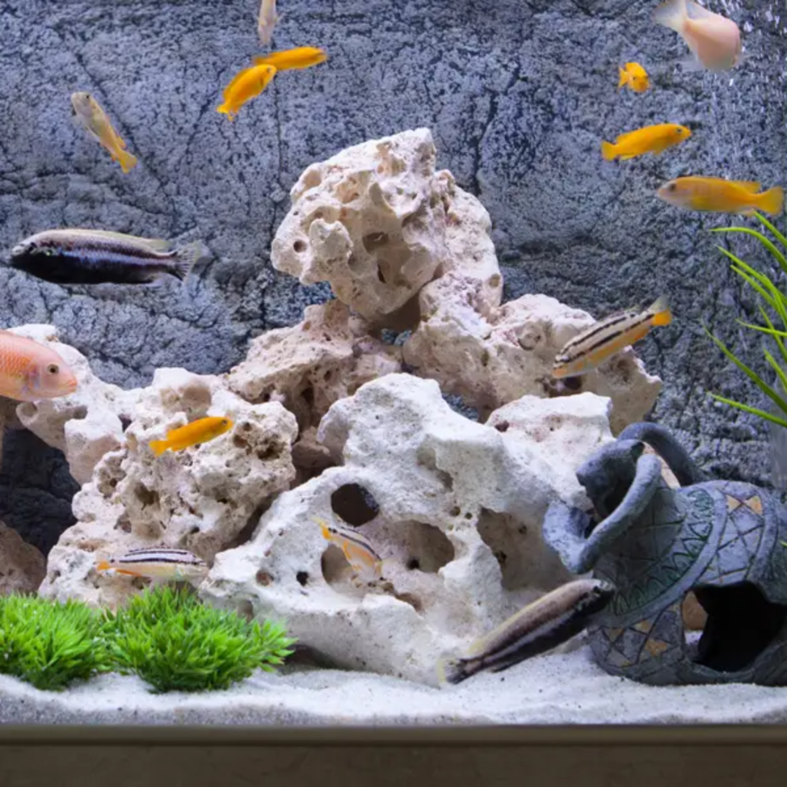 Why Fish Are The Worst Pets