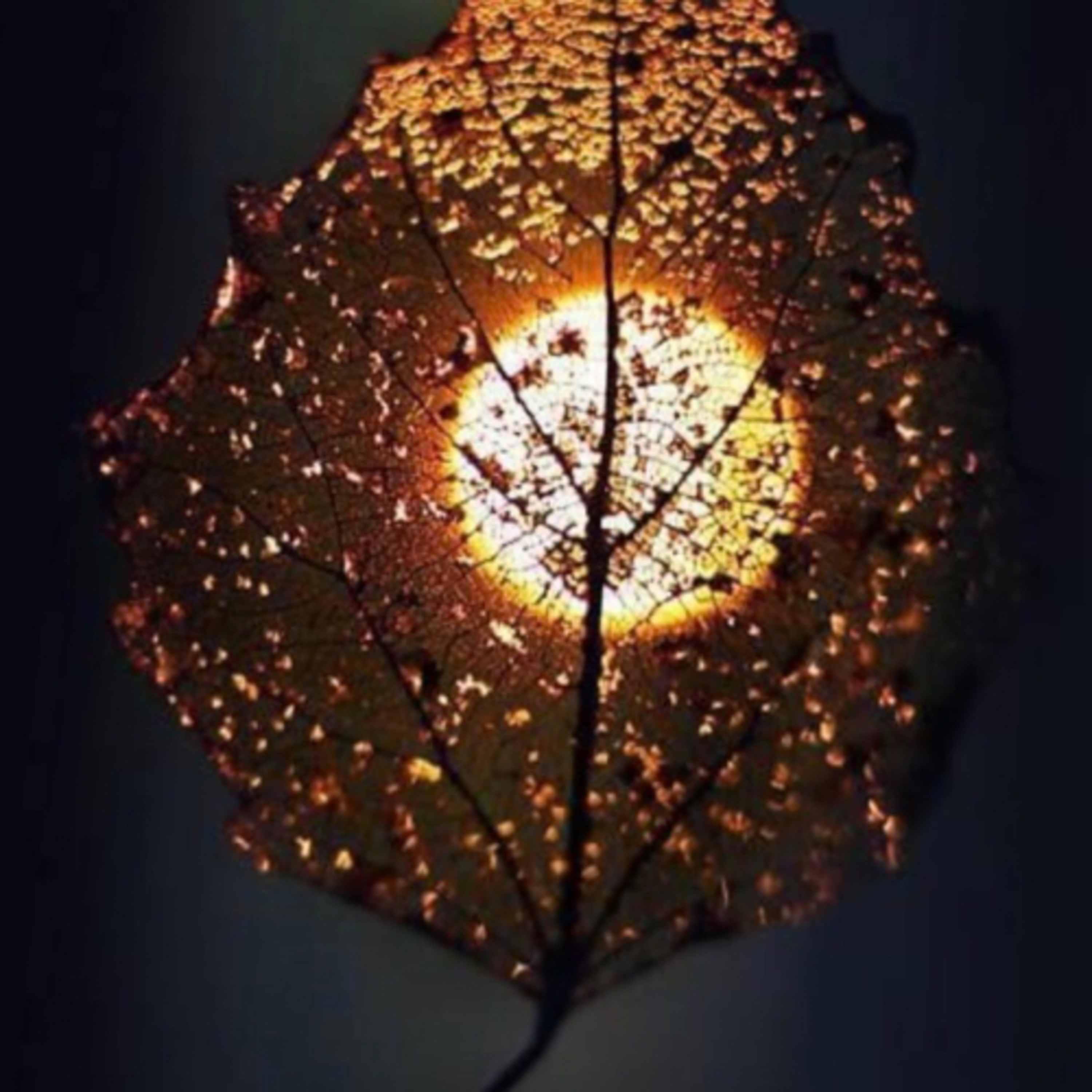 Meditation on the Autumn and Letting Go with Joy Hellman episode artwork