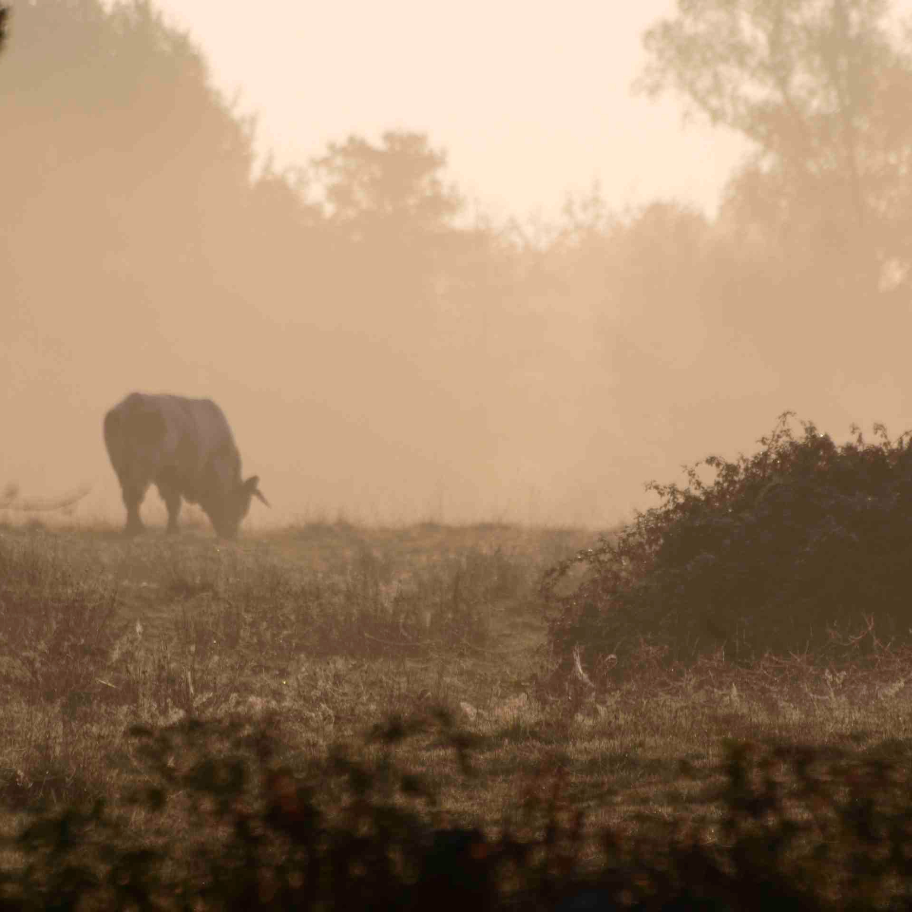 Column 4: Integreren op het Franse platteland
