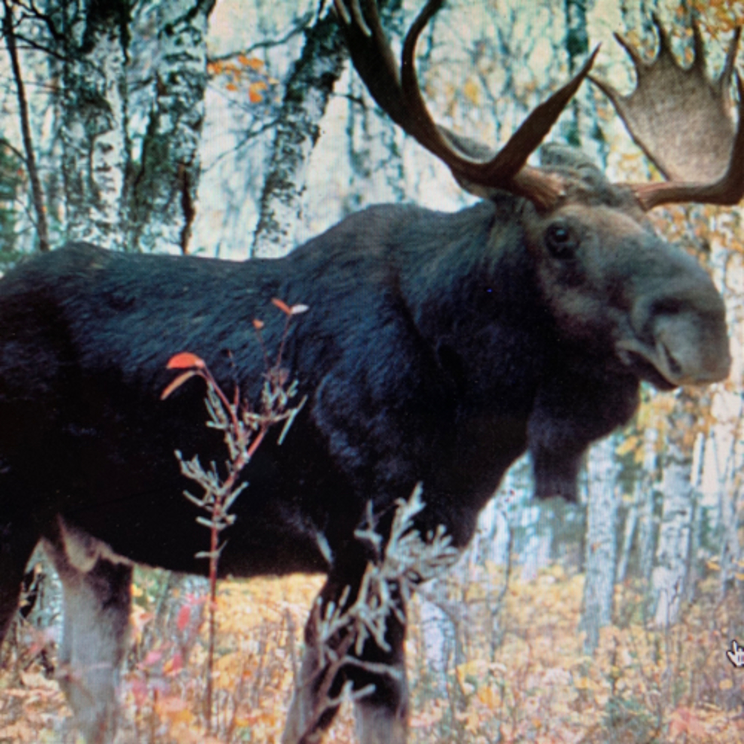 Wildlife Conservation & Climate Change Wildlife Conservation & Climate Change