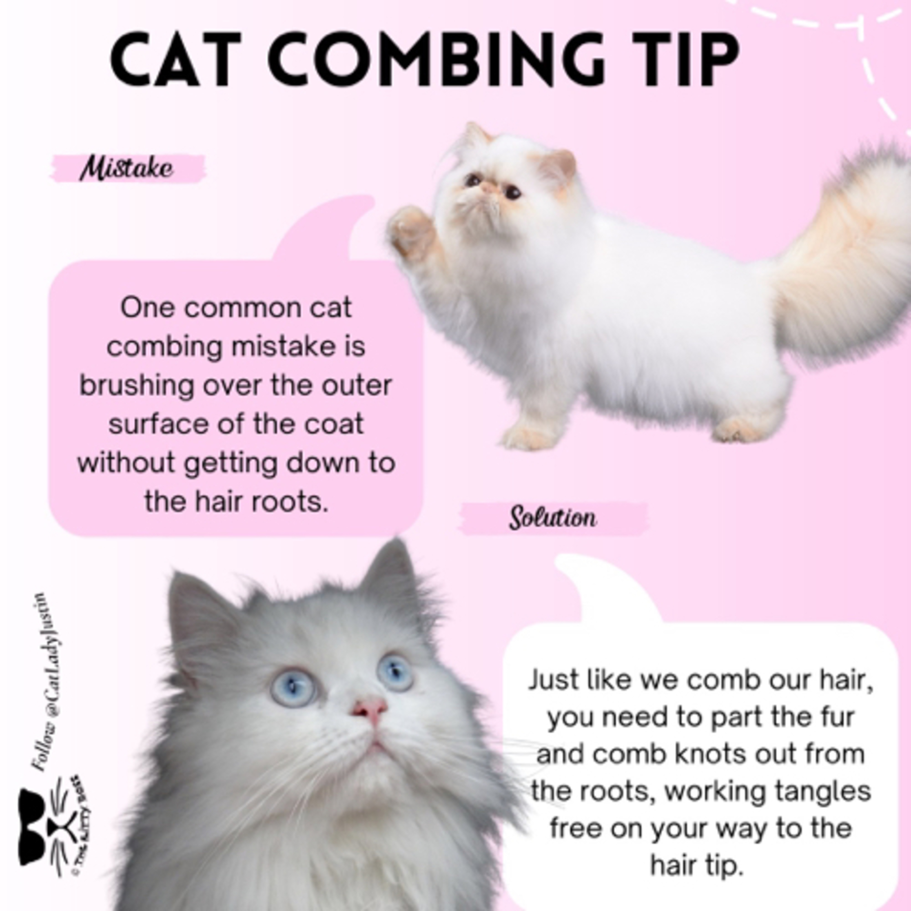 The Kitty Boss