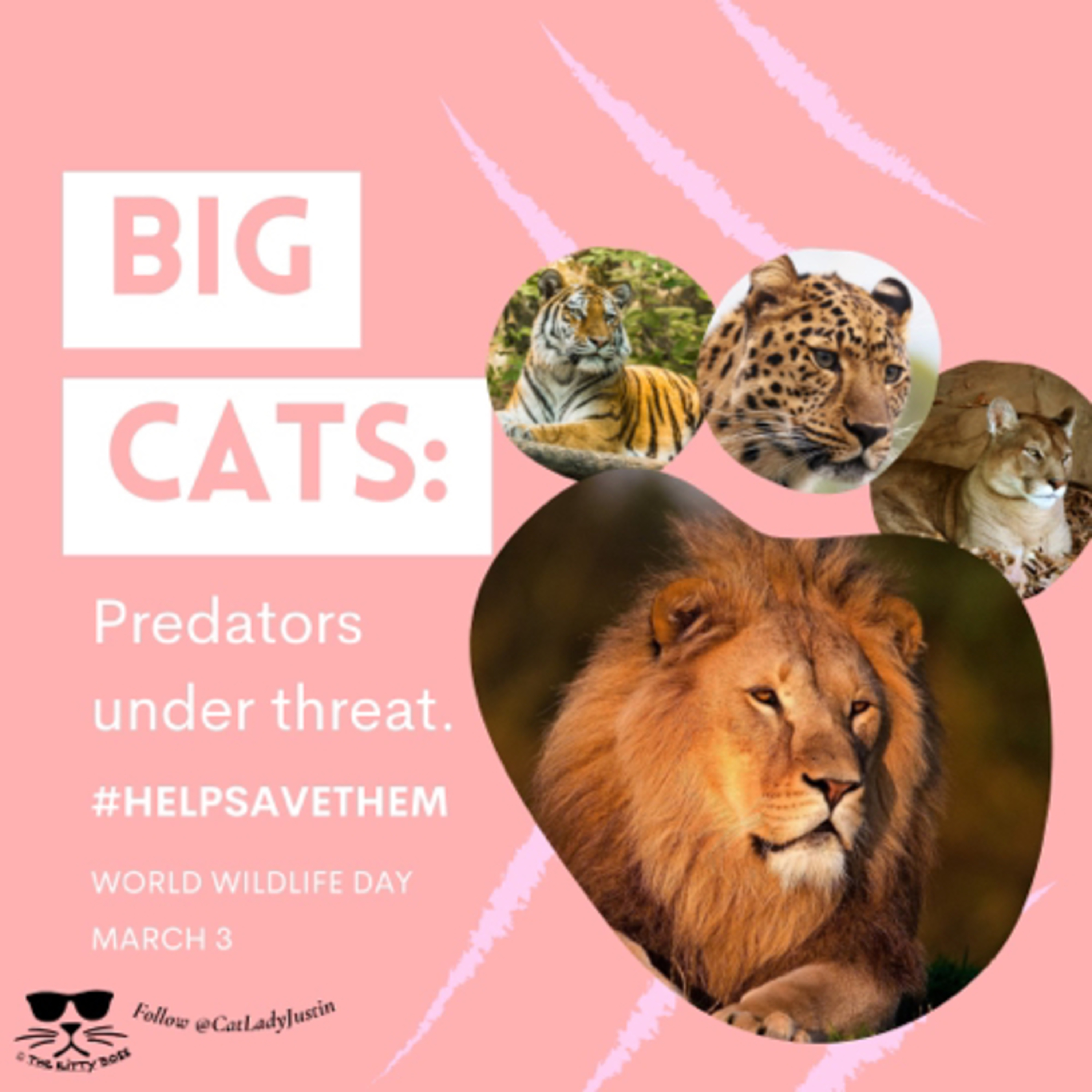 Big Cats episode artwork