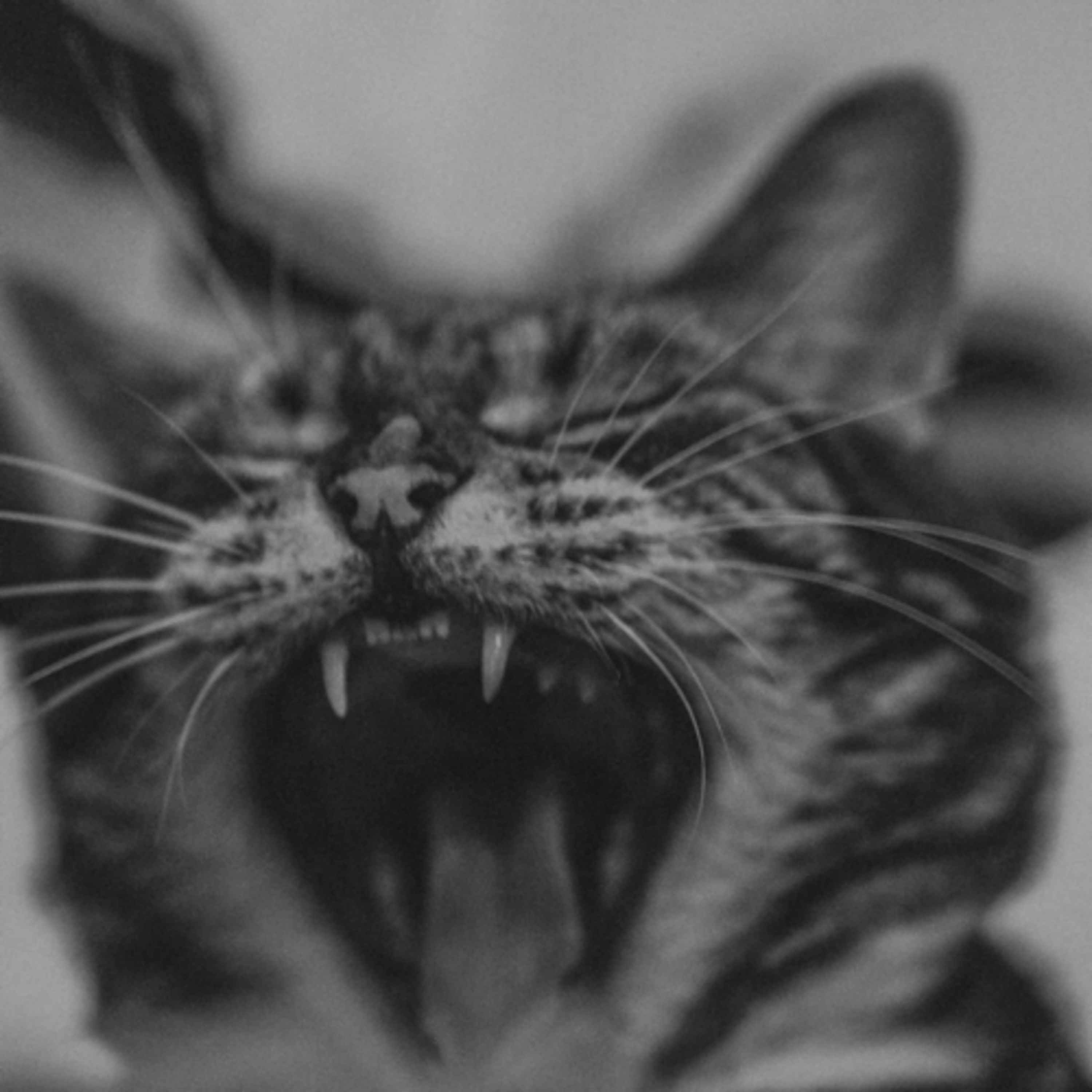 The Dangers of Vitamin D Toxicity in Cats: Symptoms, Causes, and Prevention episode artwork