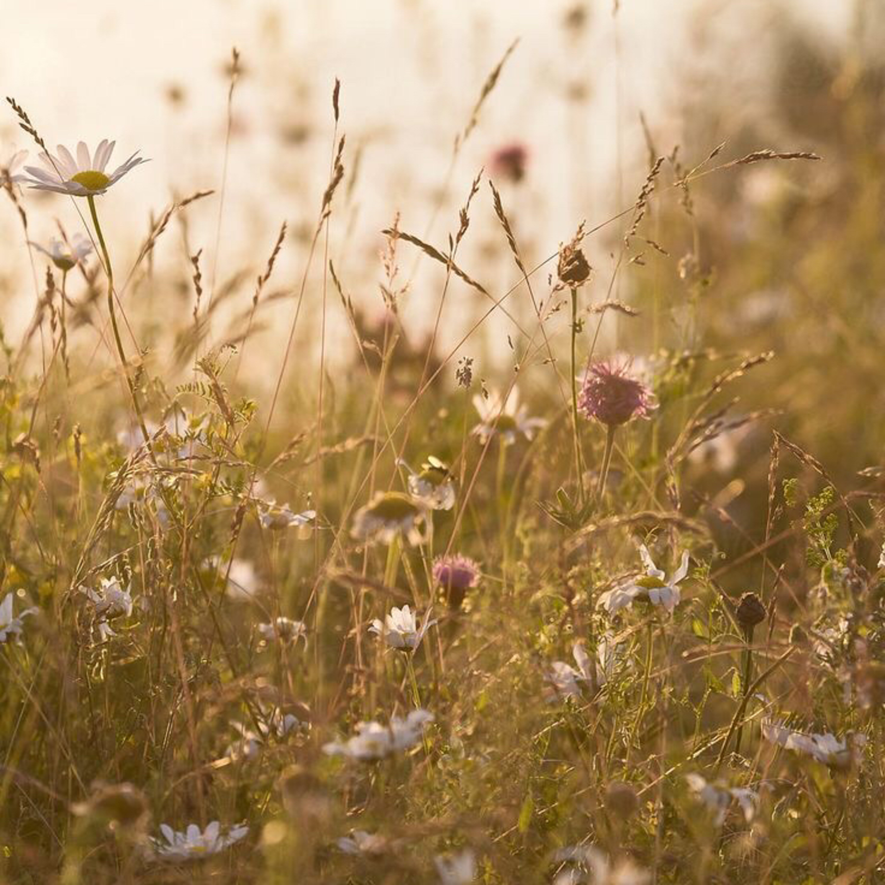 Wild Flowers 💐 episode artwork