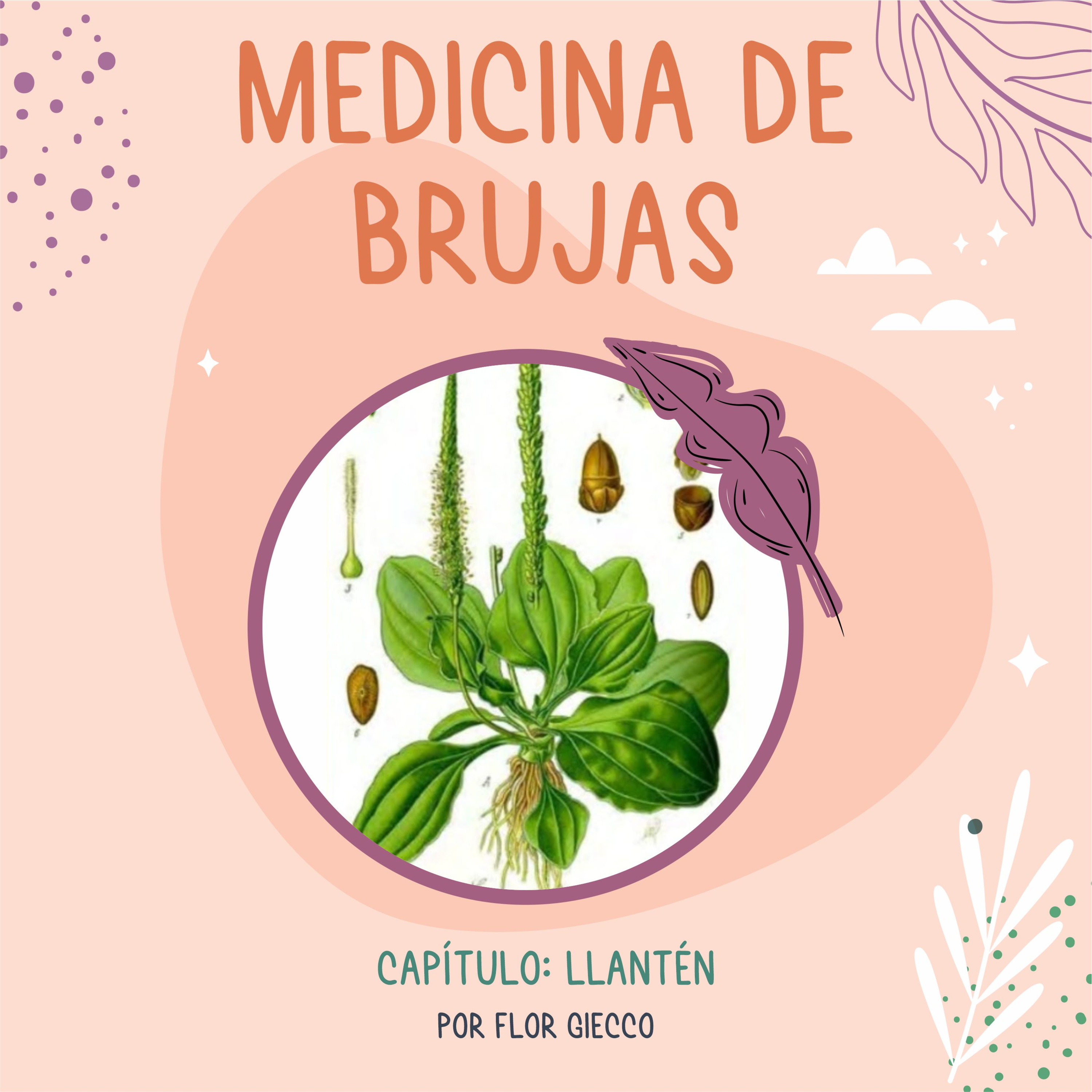 Portada de Medicina de Brujas