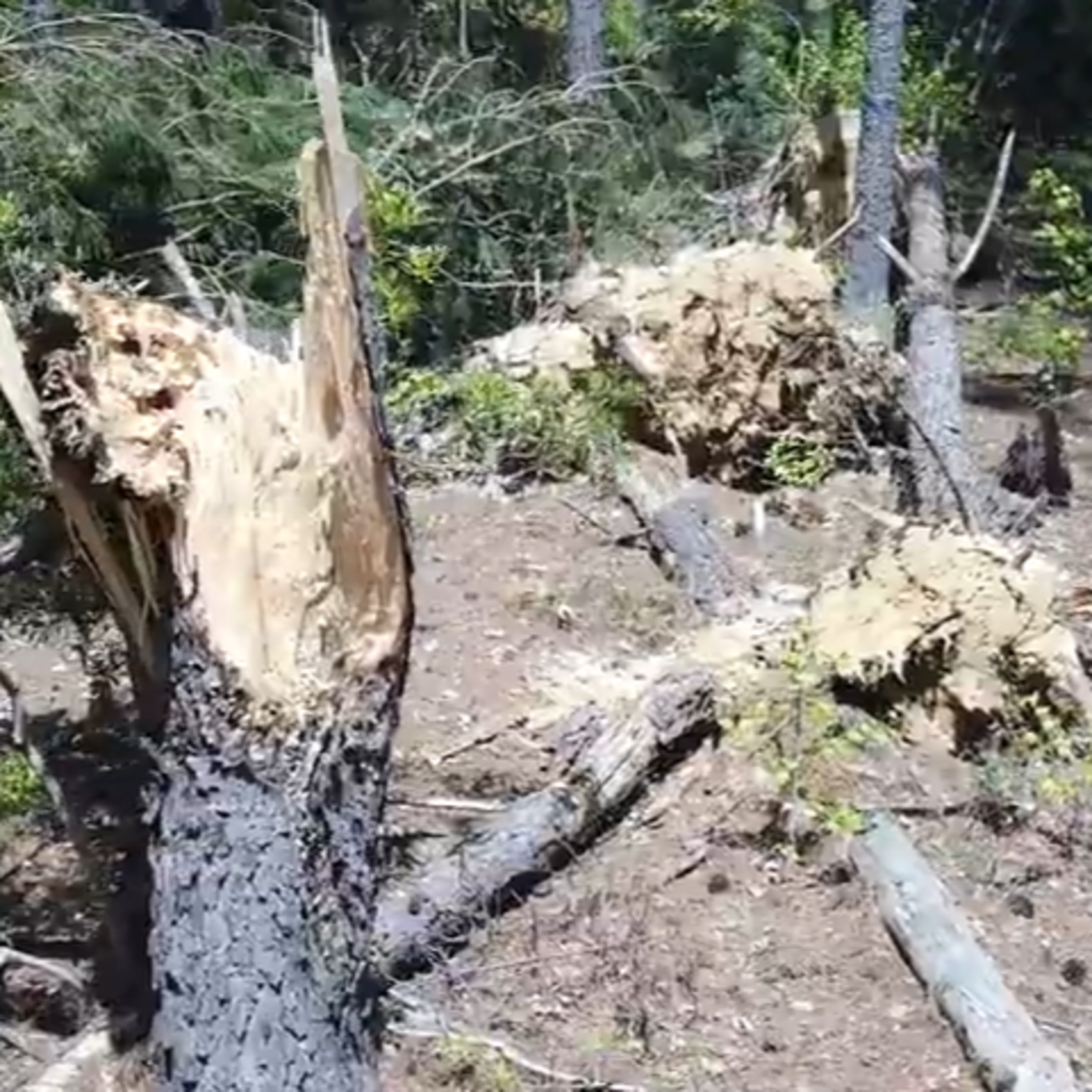April 2020 Carolina Tornado Outbreak: A lookback