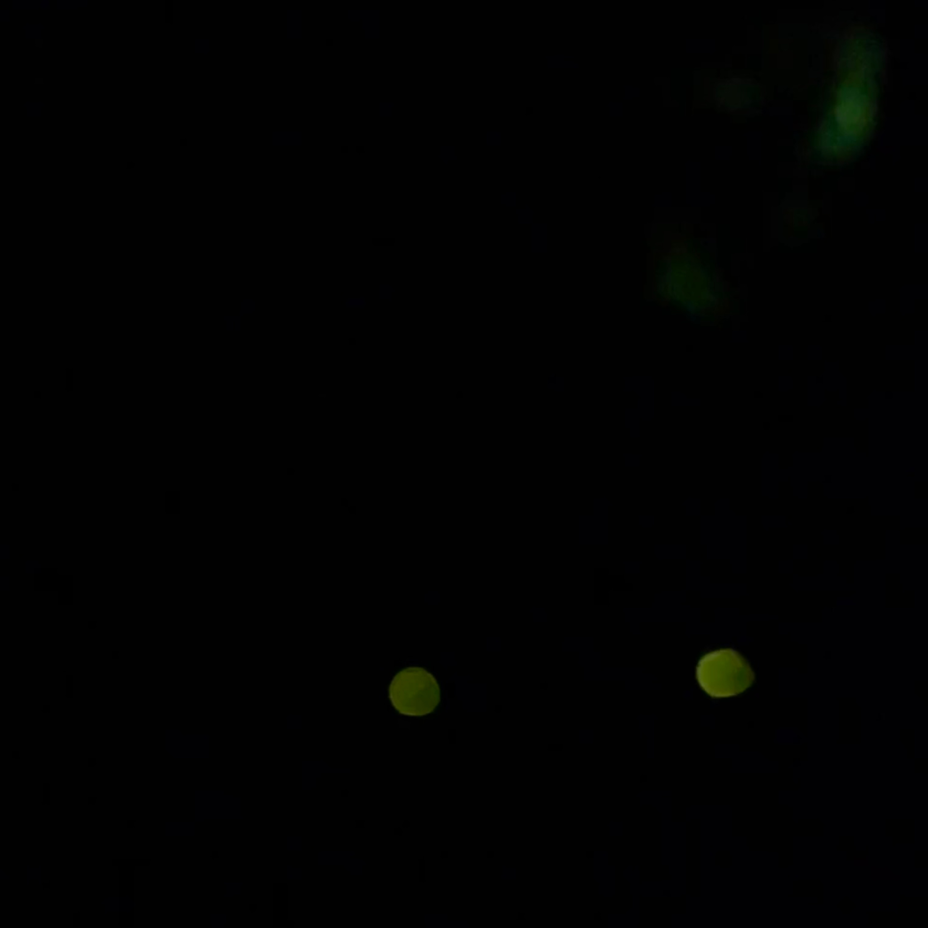 【環境音•自然音】ホタルの生息する清流の音と光【ASMR】