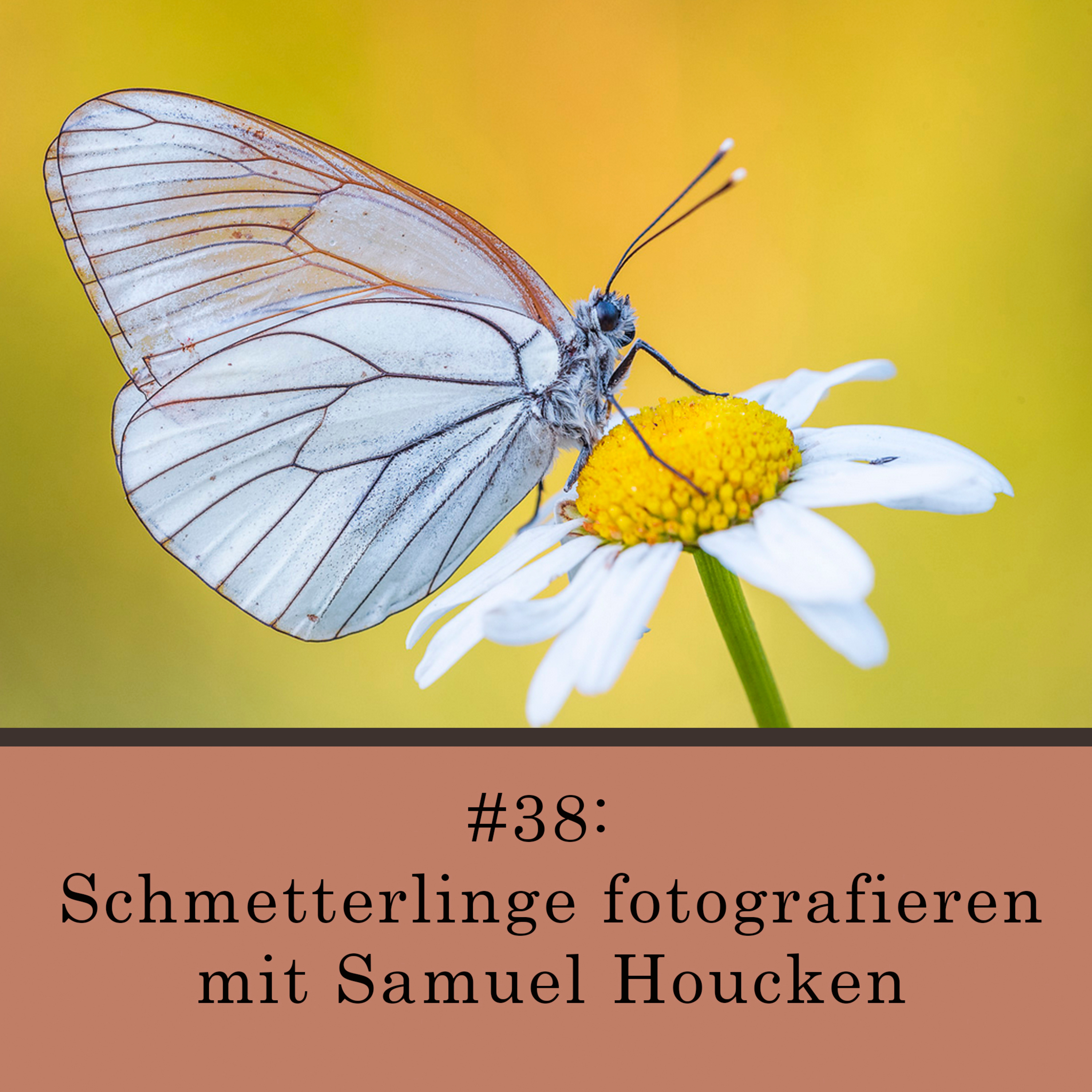Schmetterlinge fotografieren - mit Samuel Houcken episode artwork