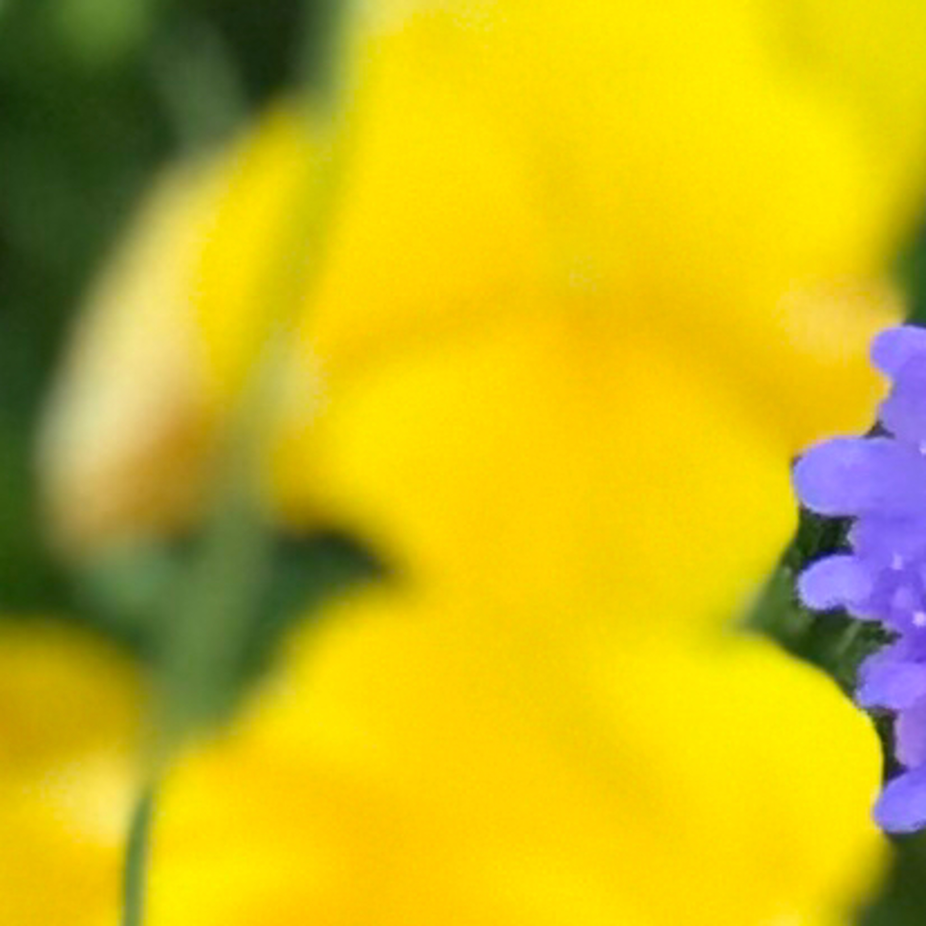 Gross Asmr (it’s pronounced ass-mar)