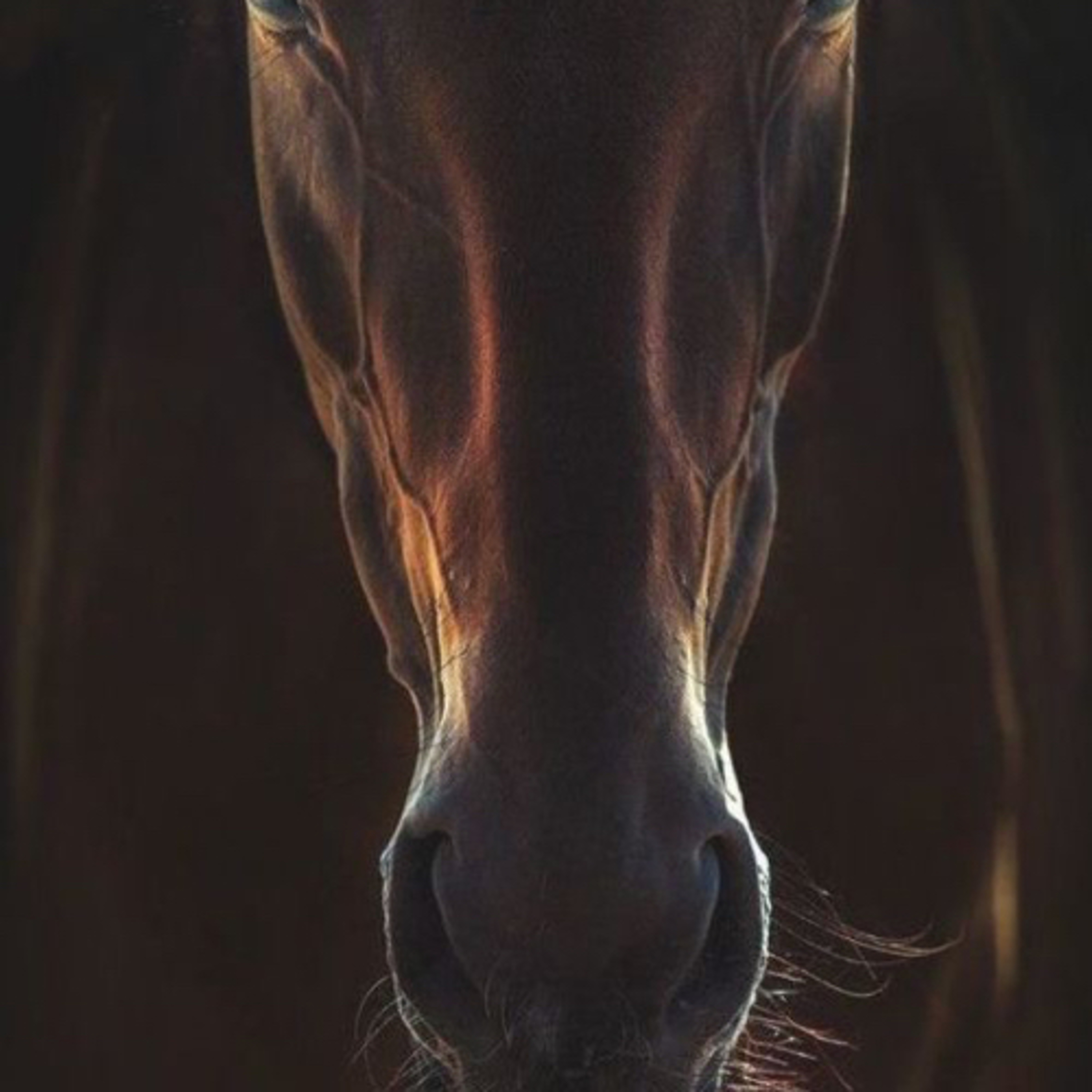 Control Your Mind, Control Your nature by Sandra Hollaar