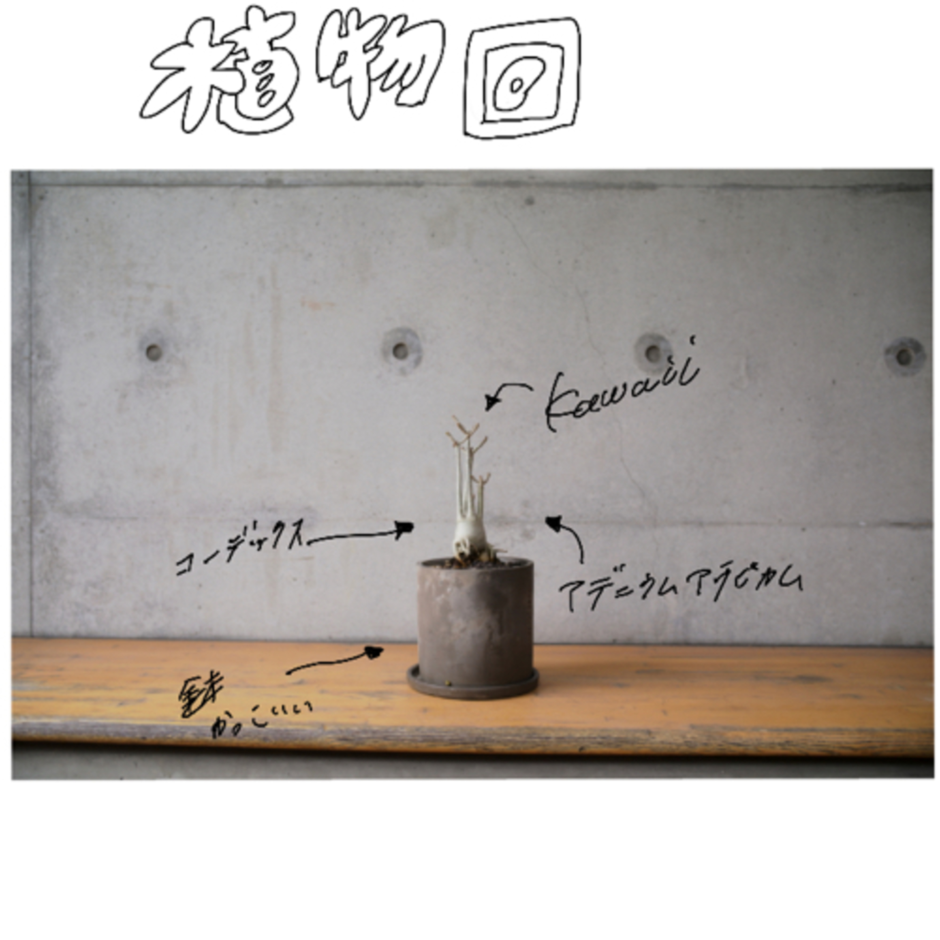 cover of episode 植物の魅力を友達に押しつけてみた