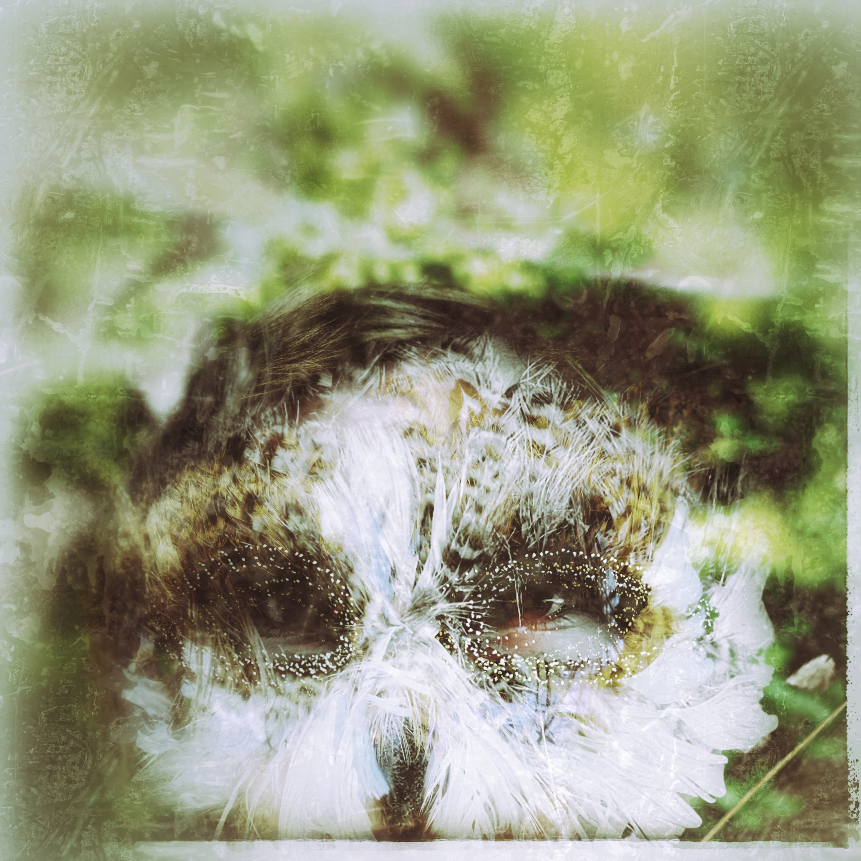 Tales of Wihtlore: Folklore and Stories from a sacred isle