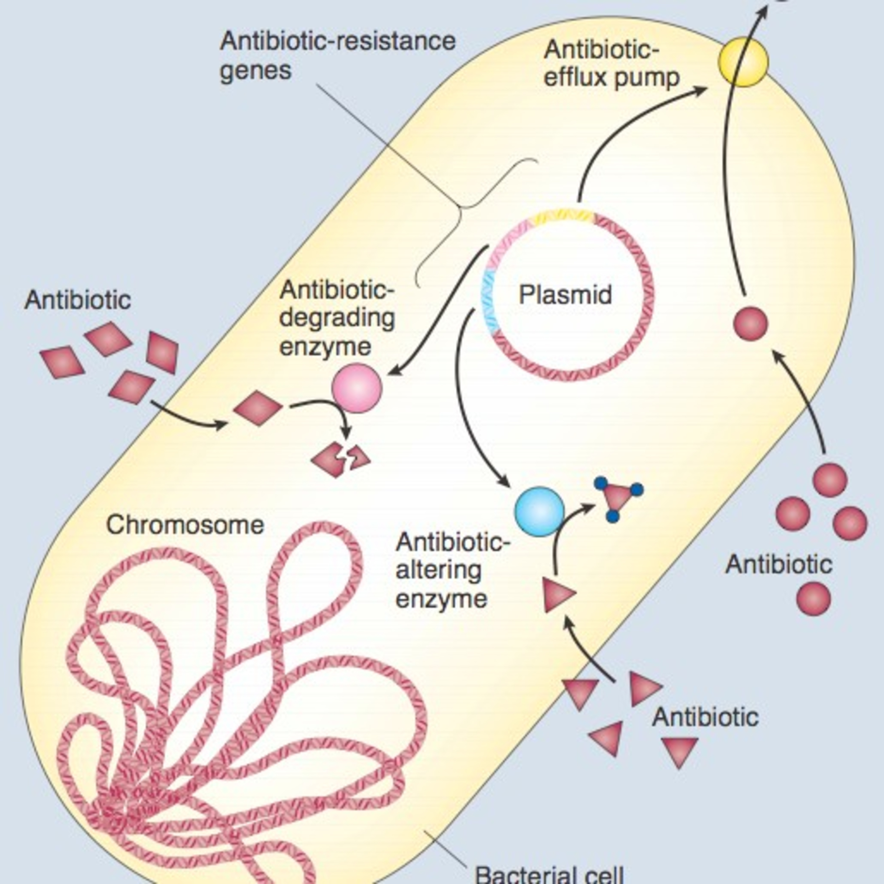 Resistência Bacteriana A3
