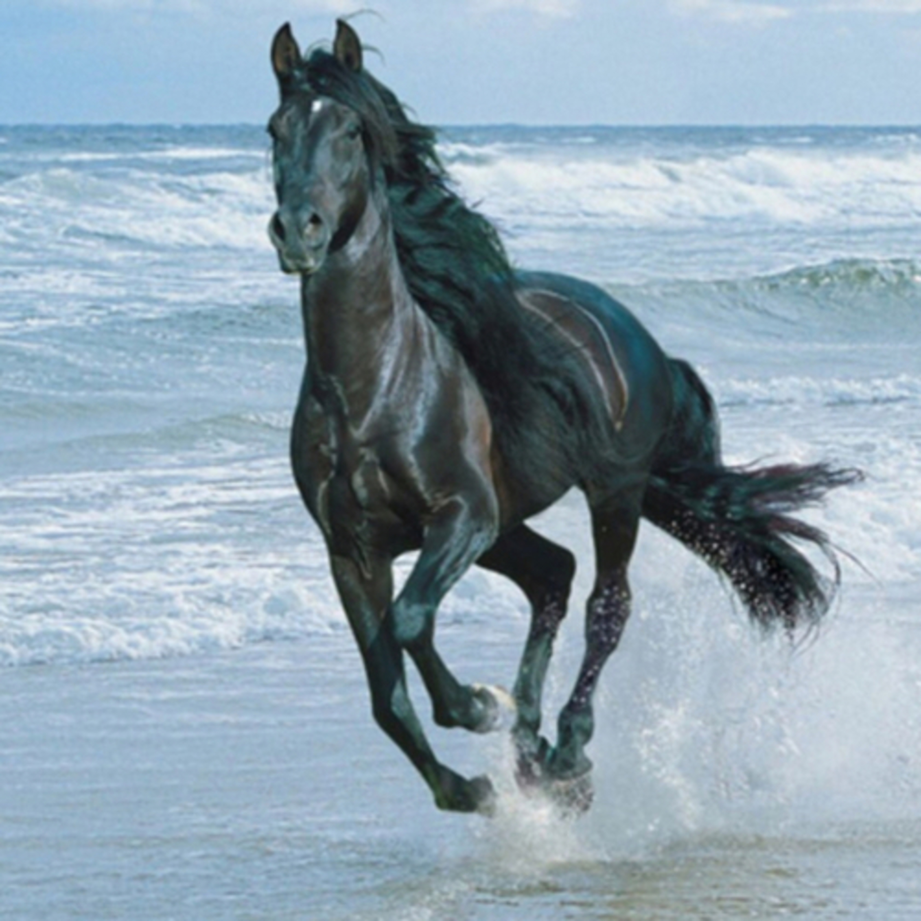 Hobbyhorsing_Kht_Milou