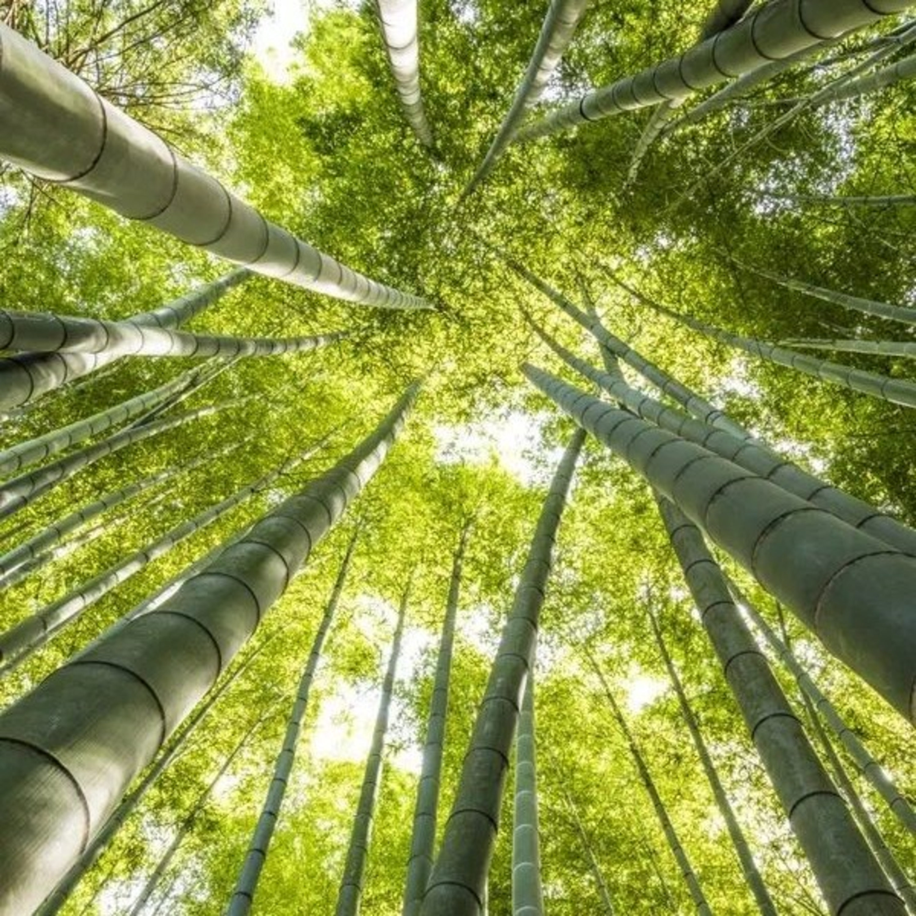 Sementes Pachamama | Mariana Bonato_Tambores Pachamama