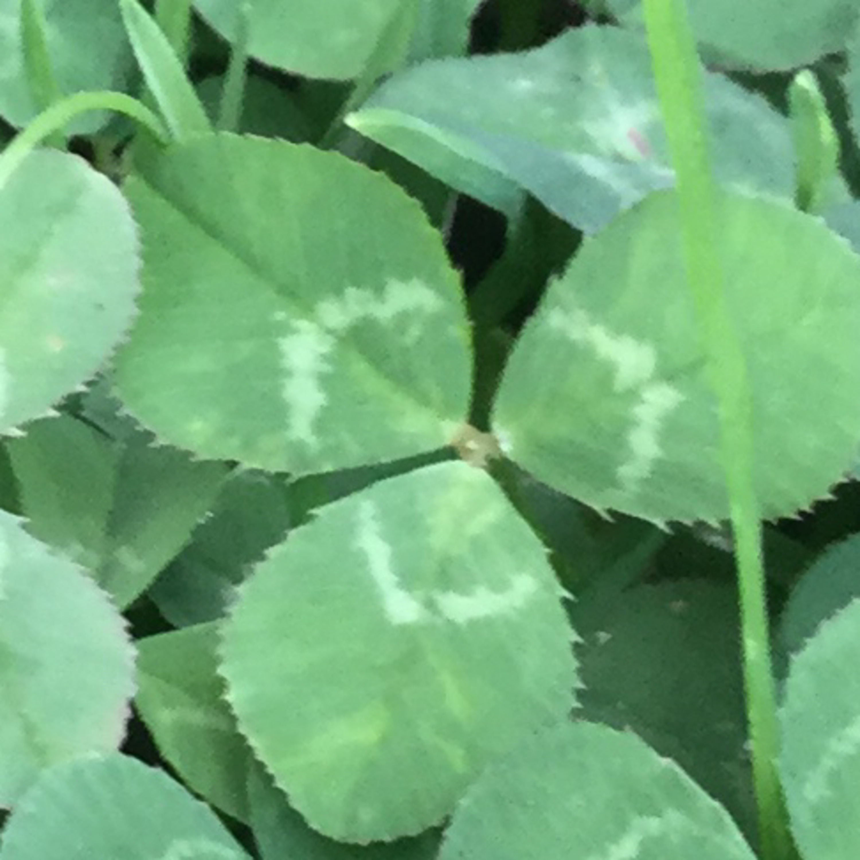 Nature noises Nature noises