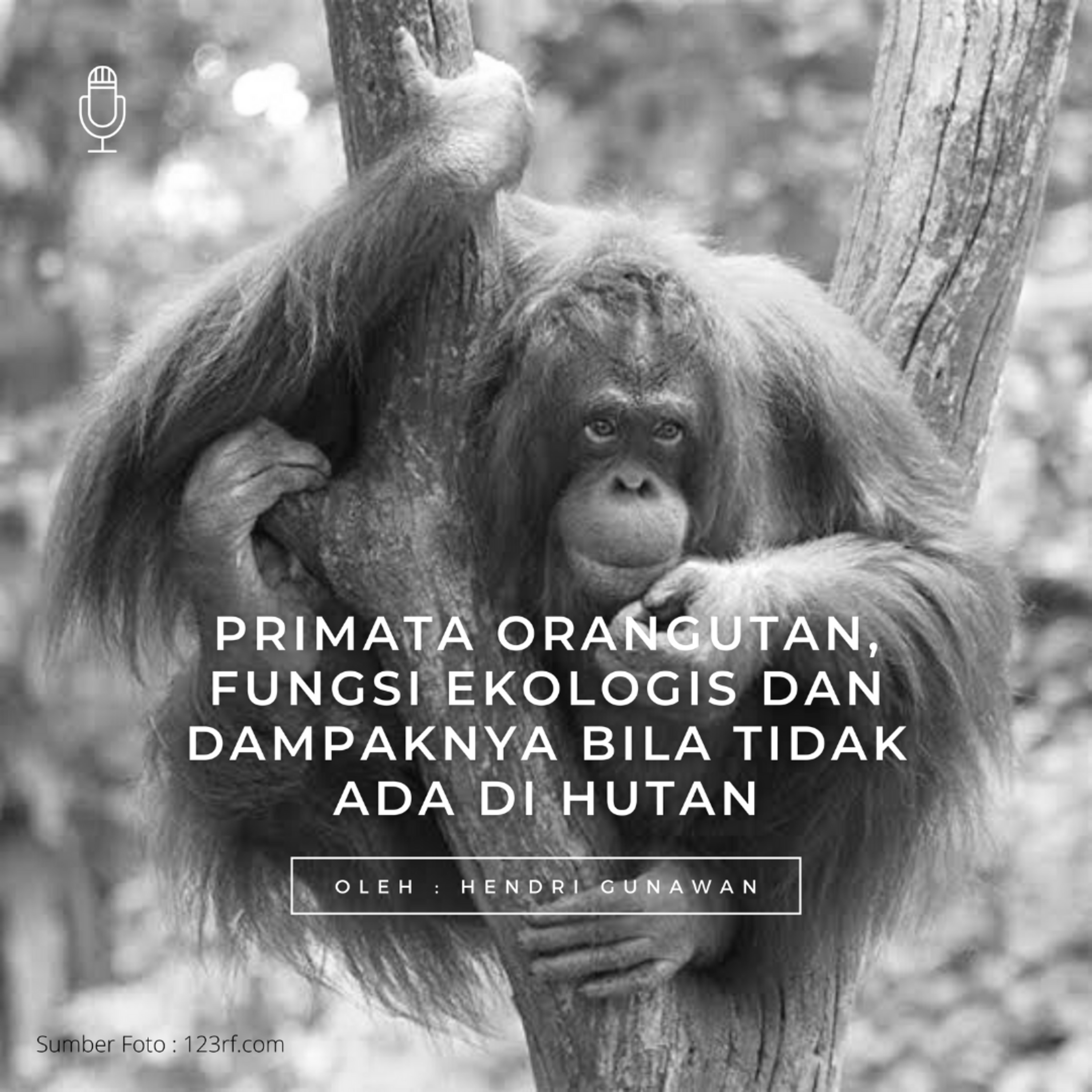 KSP Macaca UNJ