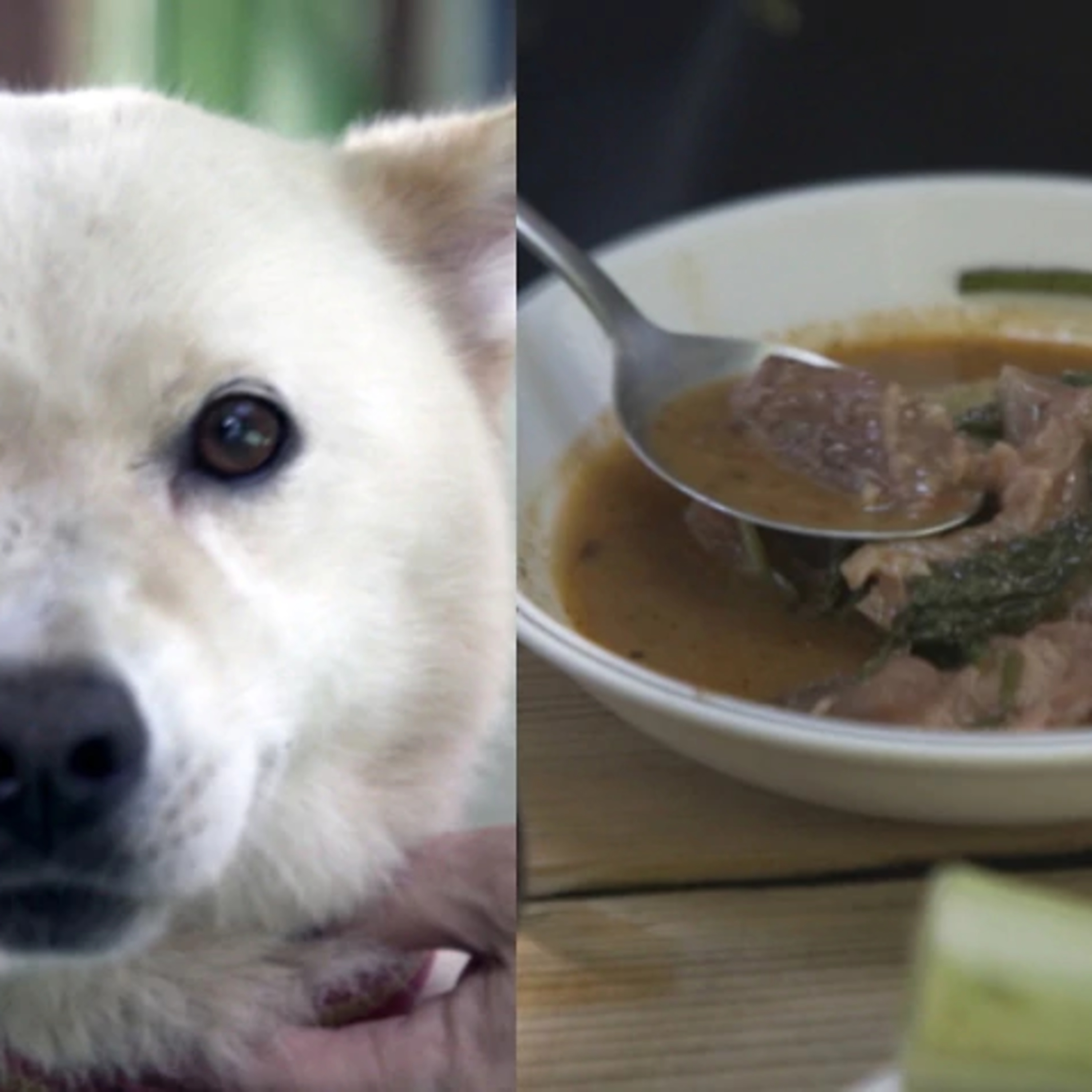 Dog meat Taboo or Sustenance? episode artwork