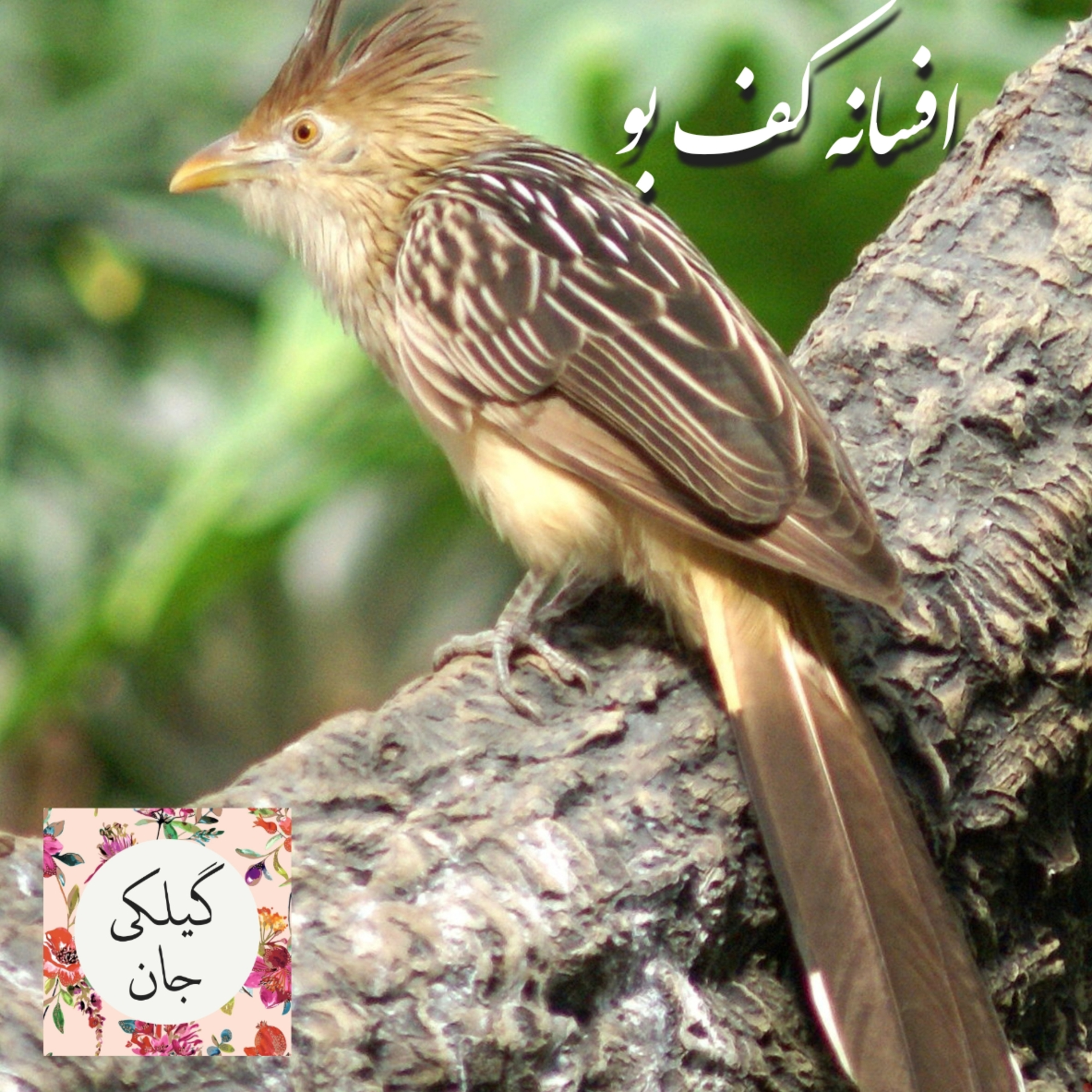 کاور افسانه کف بو: اپیزود سوم
