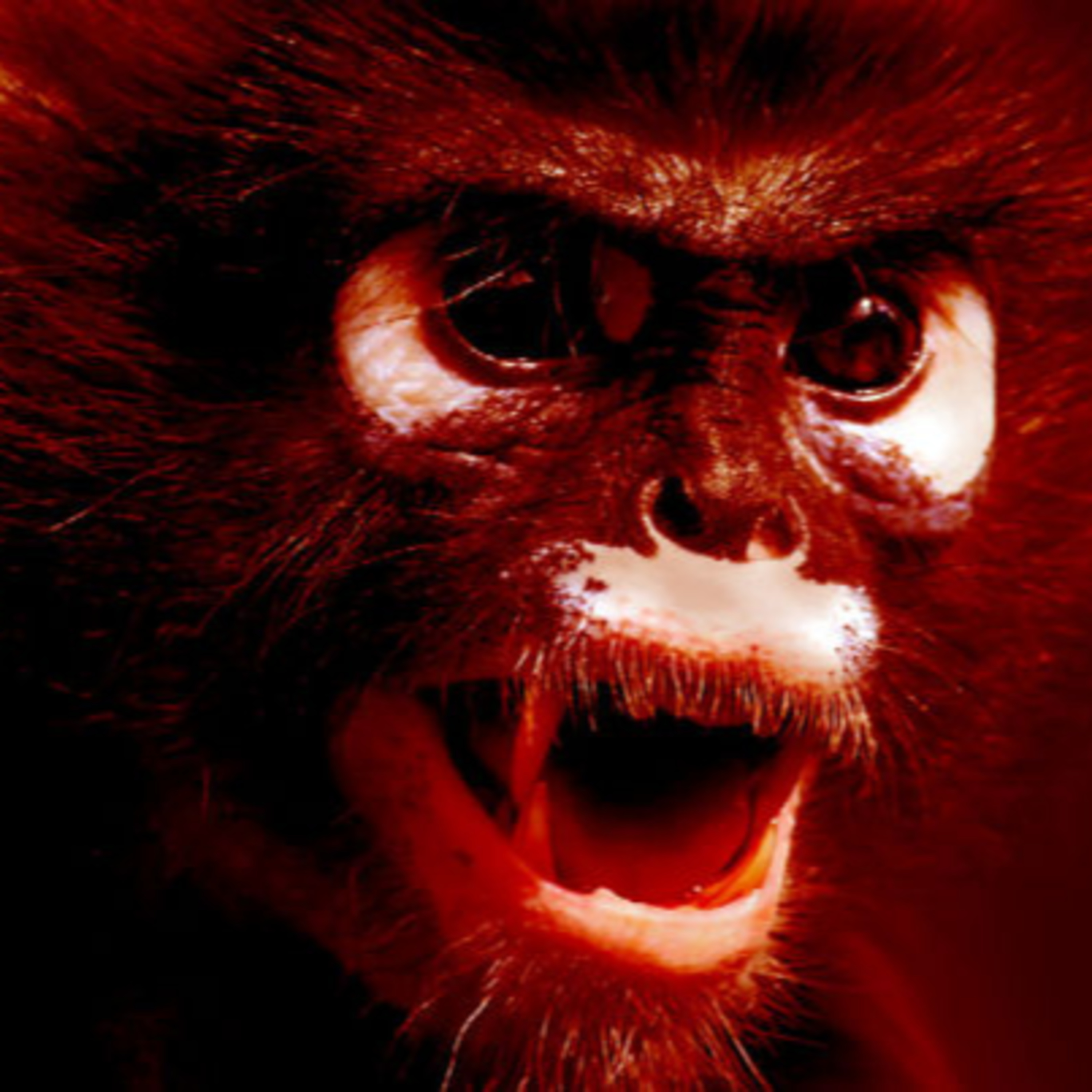 Monkeys at it again/Current events episode artwork