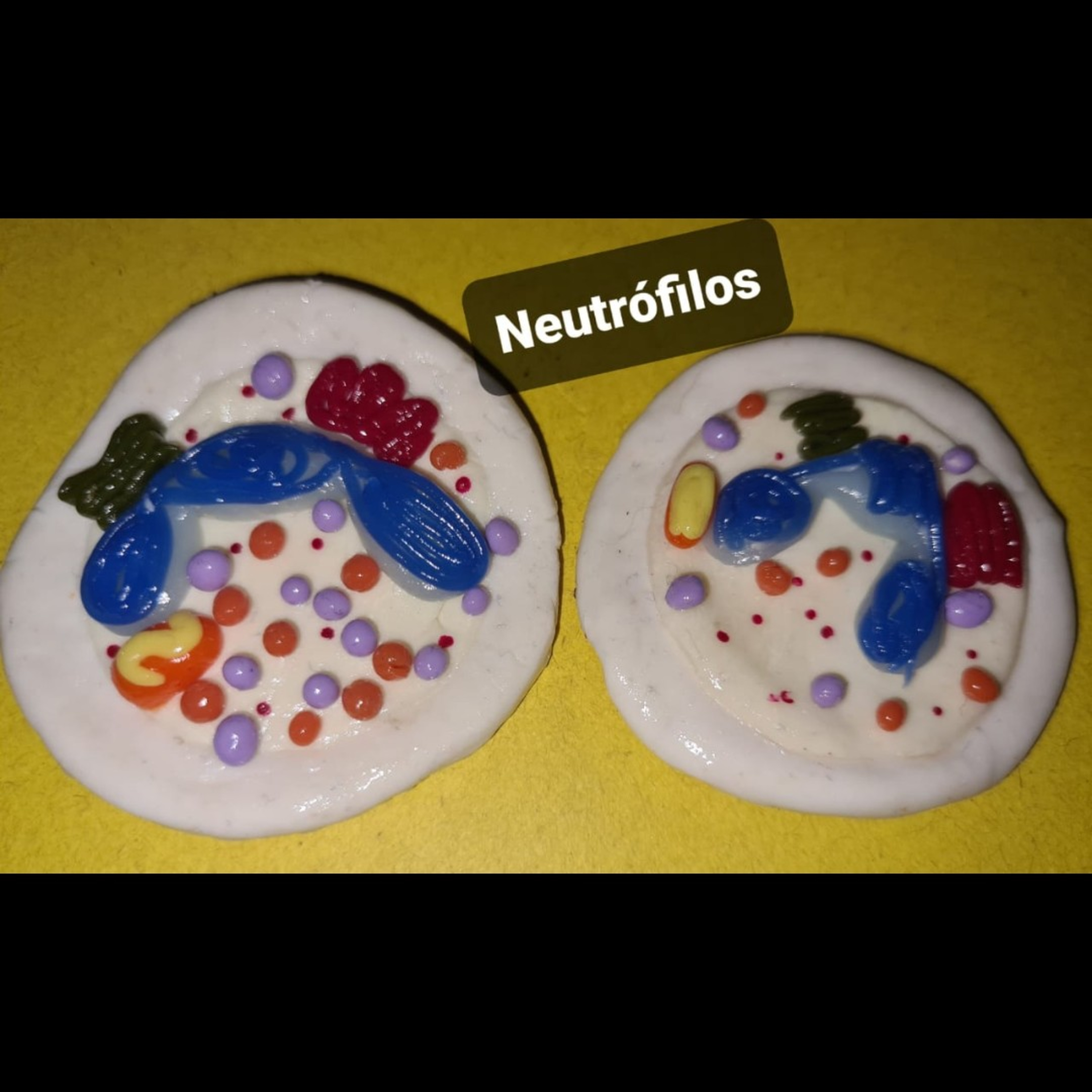 neutrófilos.
