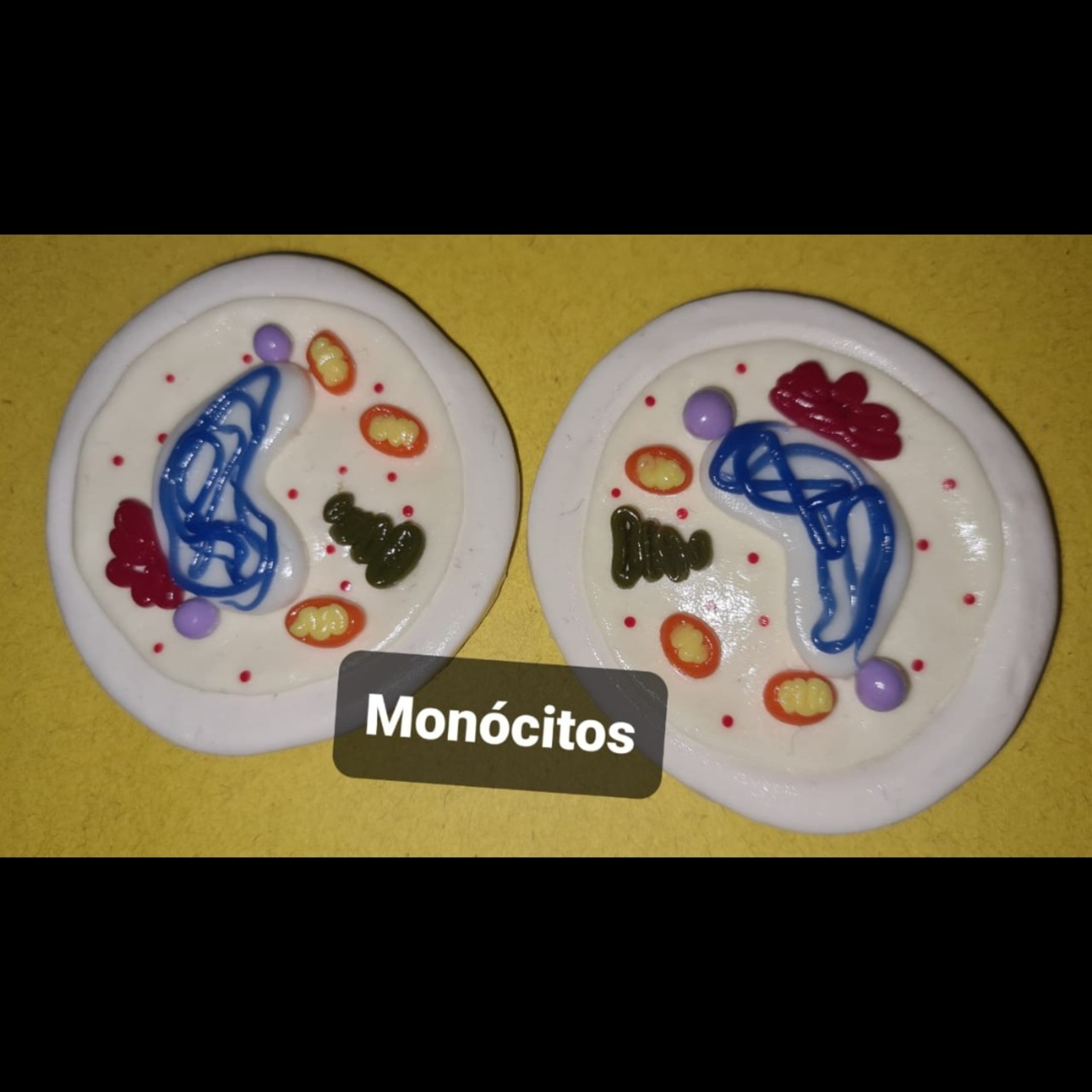 Monócitos.