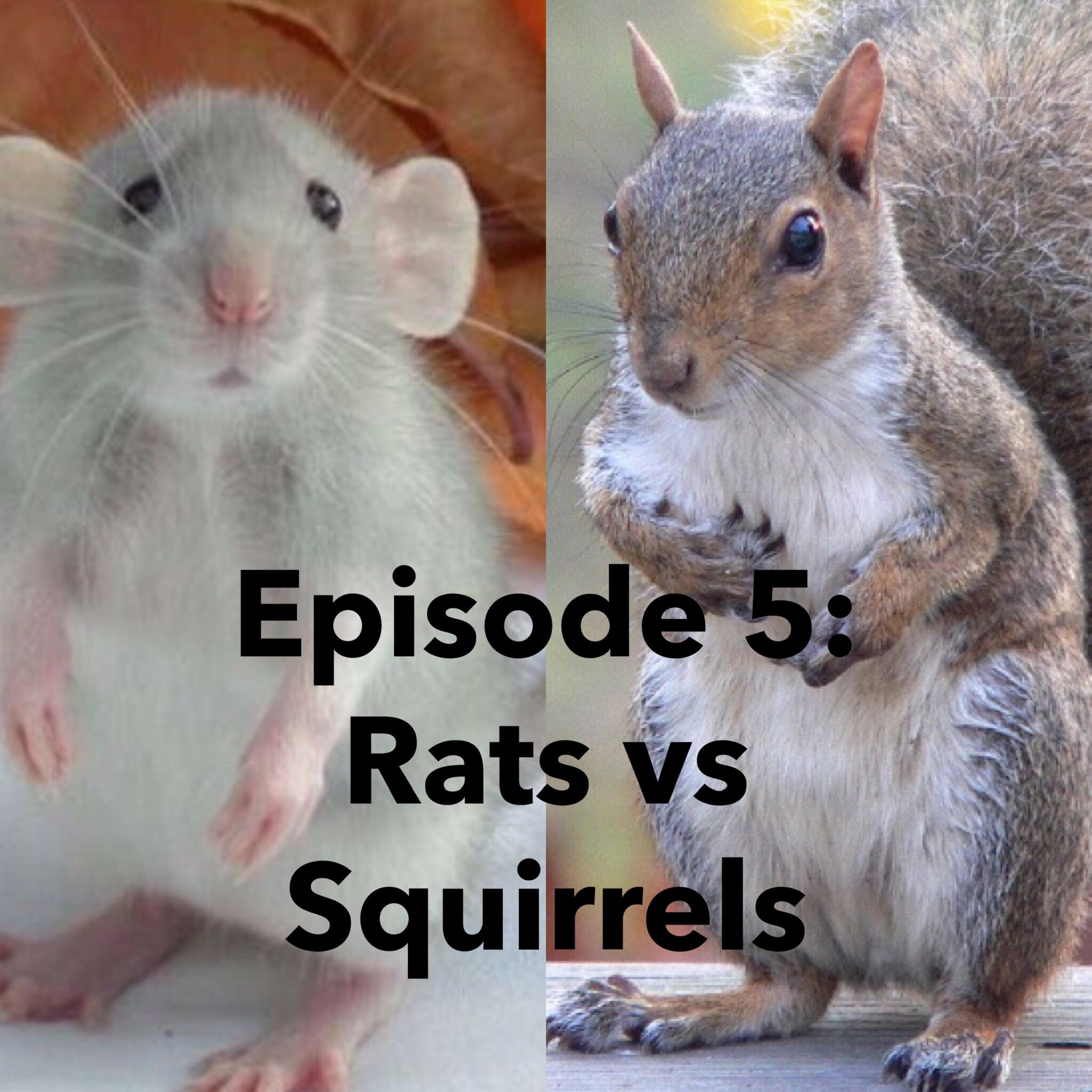 Episode 5: Rats vs Squirrels