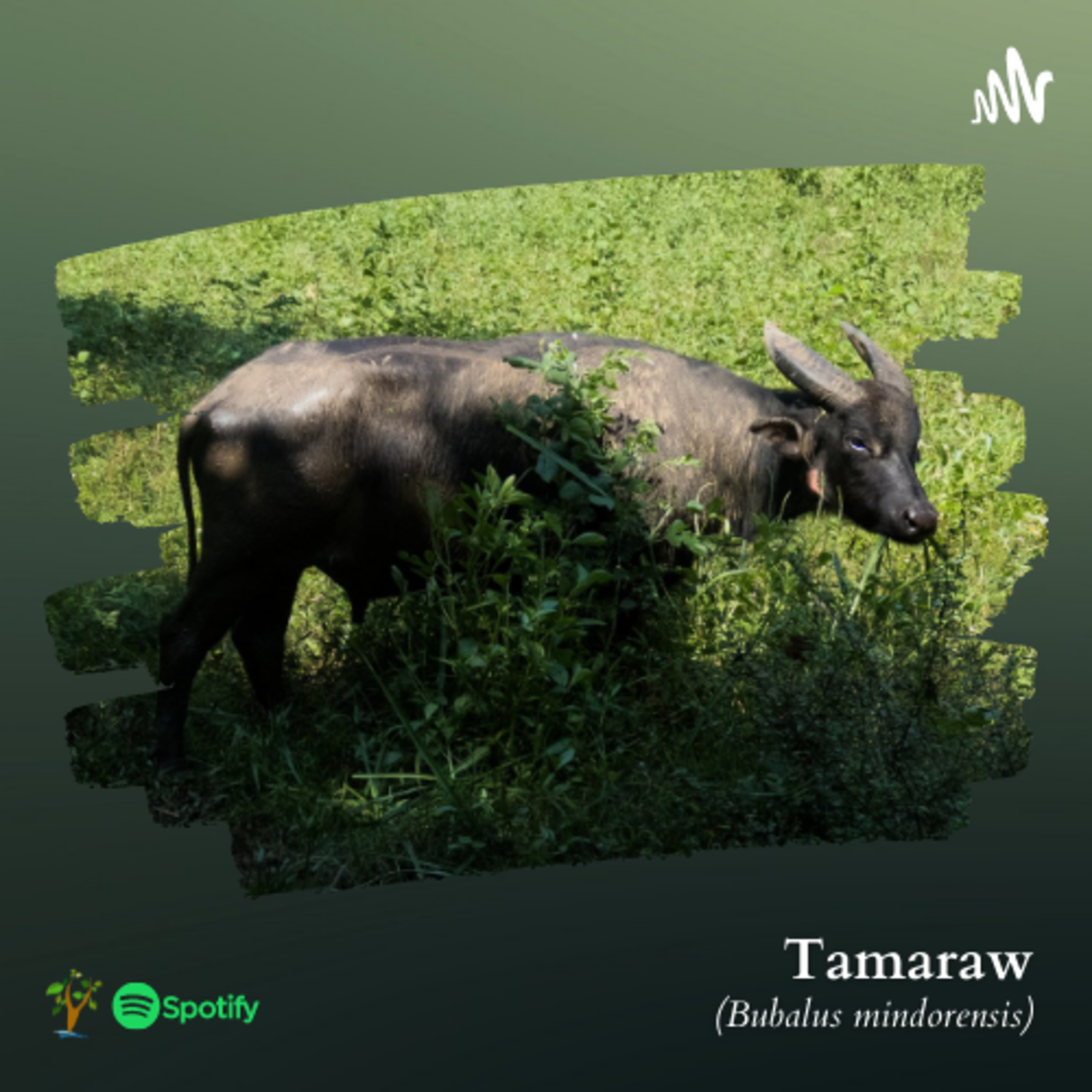 Mindoro Biodiversity Podcast